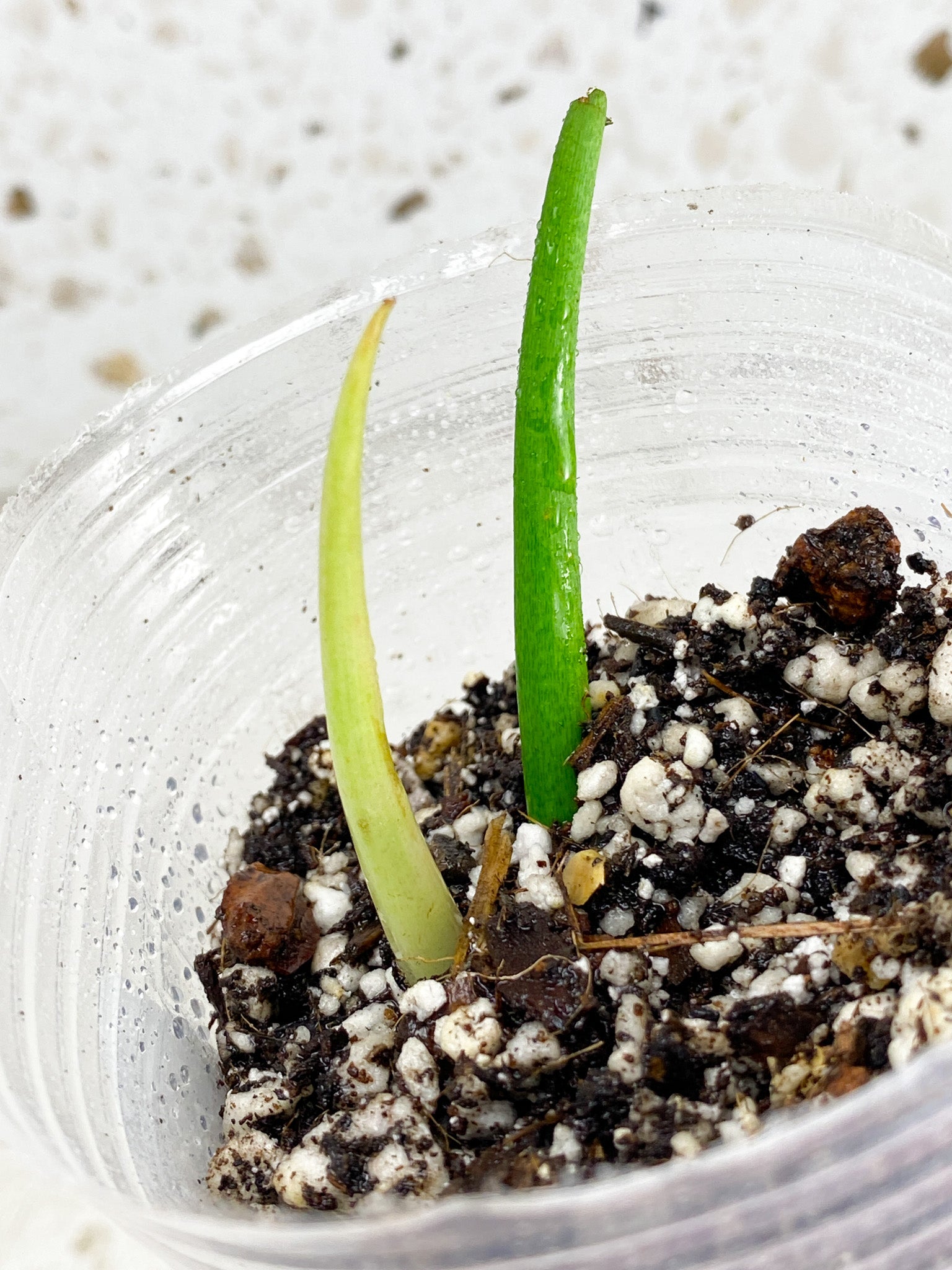 Thaumatophyllum Radiatum Variegated sprout (rooting)