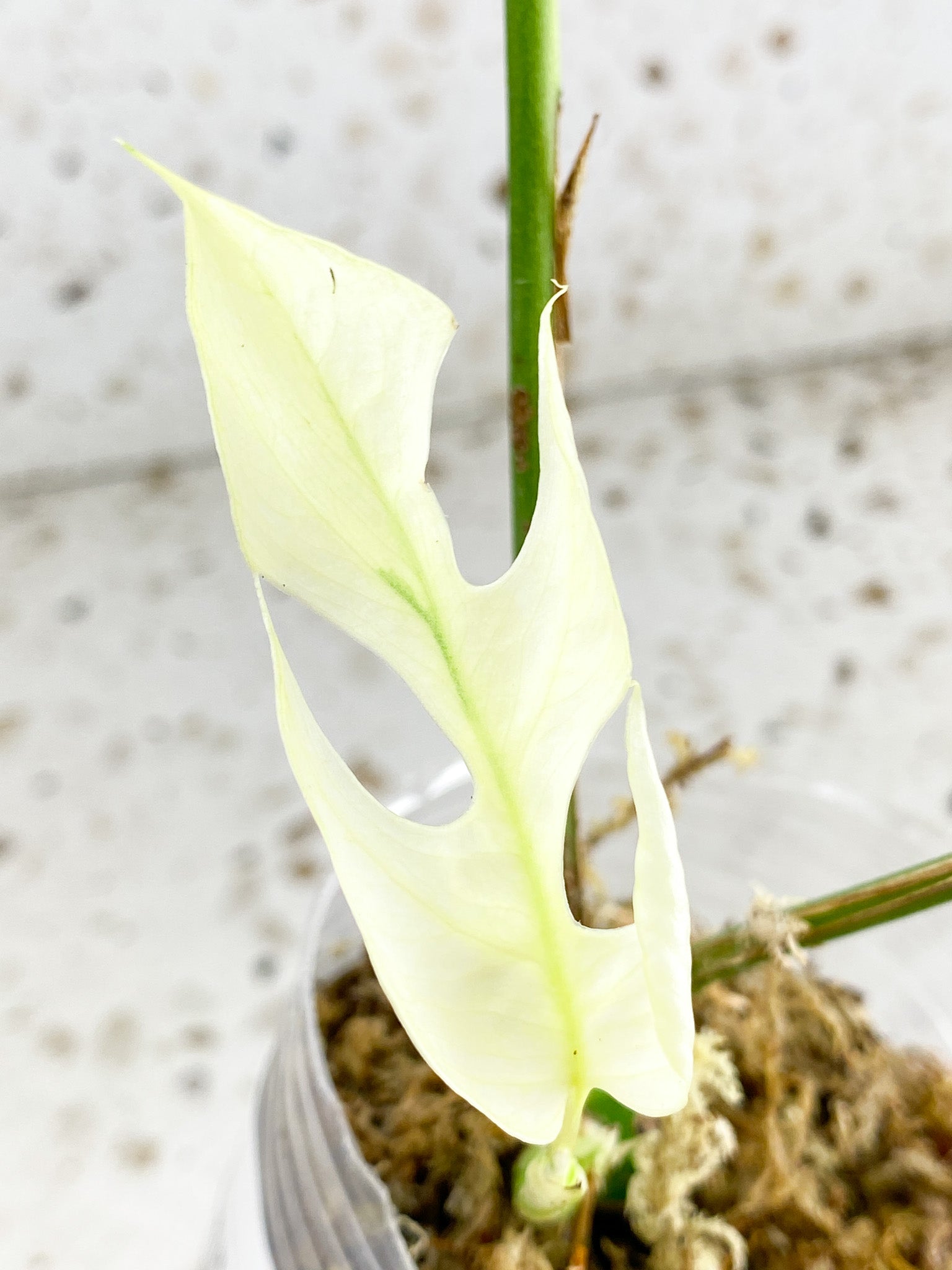 Unicorn: Rhaphidophora Tetrasperma White Monster 3 leaf top growth highly variegated new baby leaf (rooting)