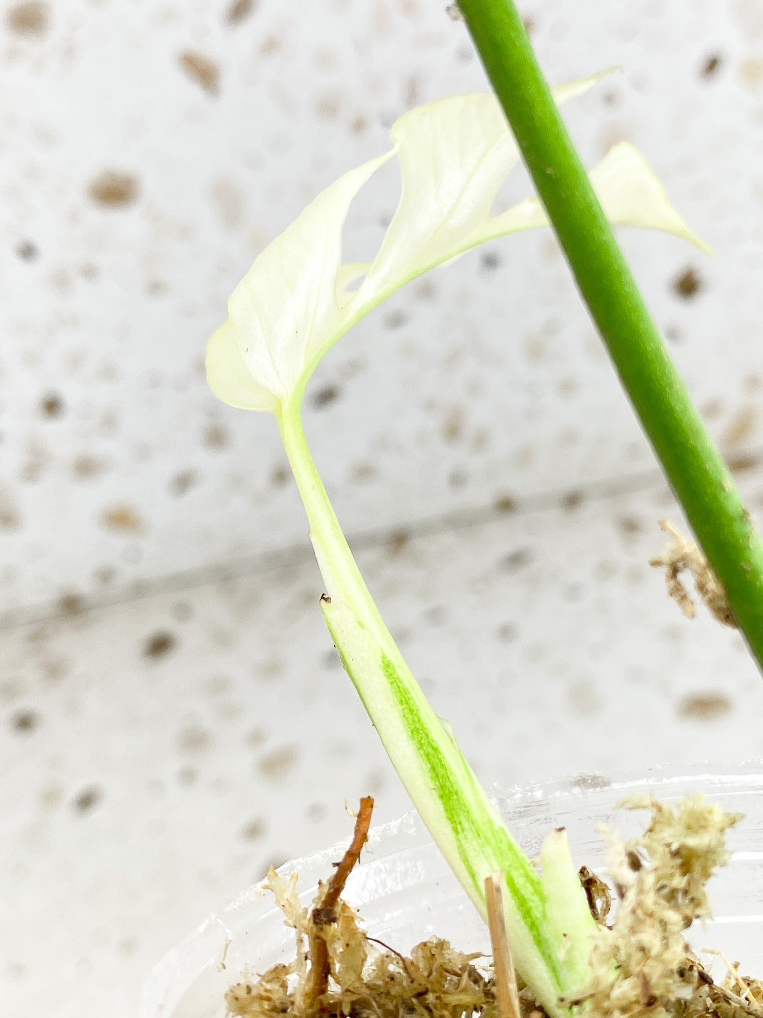 Unicorn: Rhaphidophora Tetrasperma White Monster 3 leaf top growth highly variegated new baby leaf (rooting)