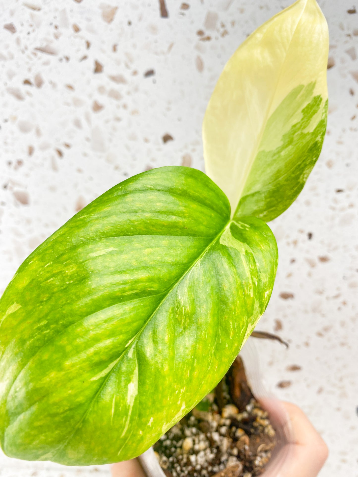 Monstera Lechleriana Variegated 2 leaves