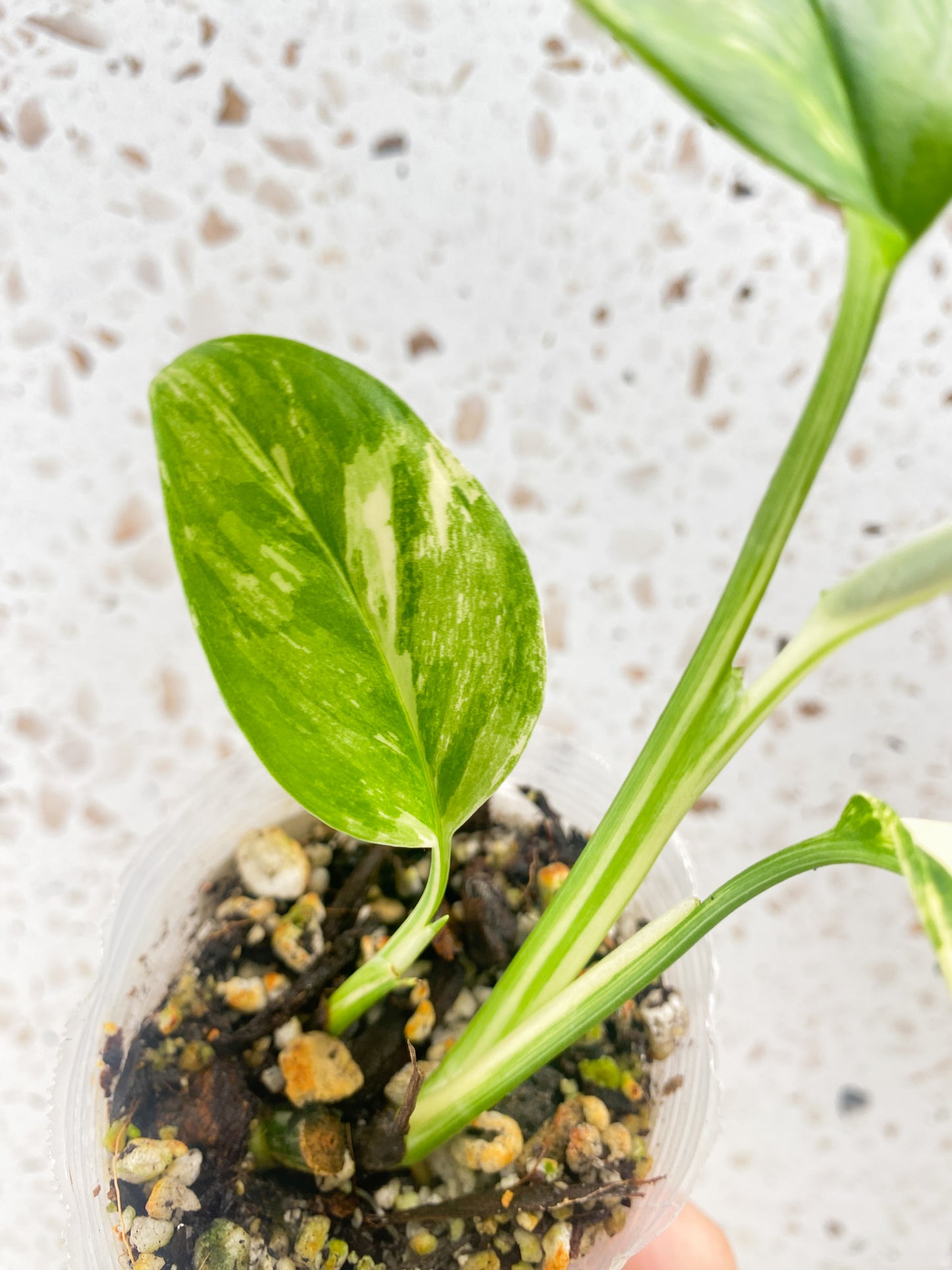 Monstera Lechleriana Variegated 3 leaves 1 unfurling