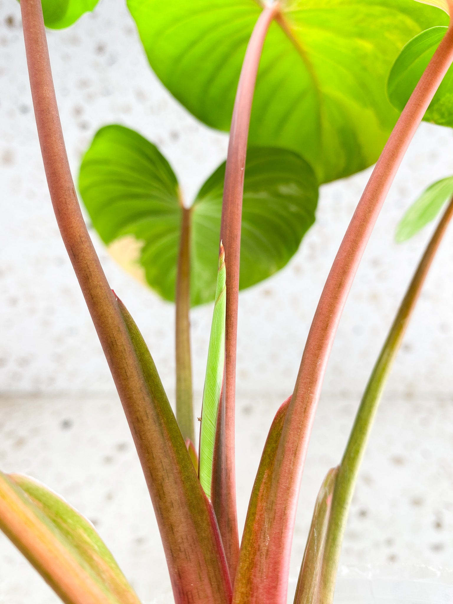 Unicorn: Homalomena Aurea Pink Variegated 6 leaf top cutting (rooting)