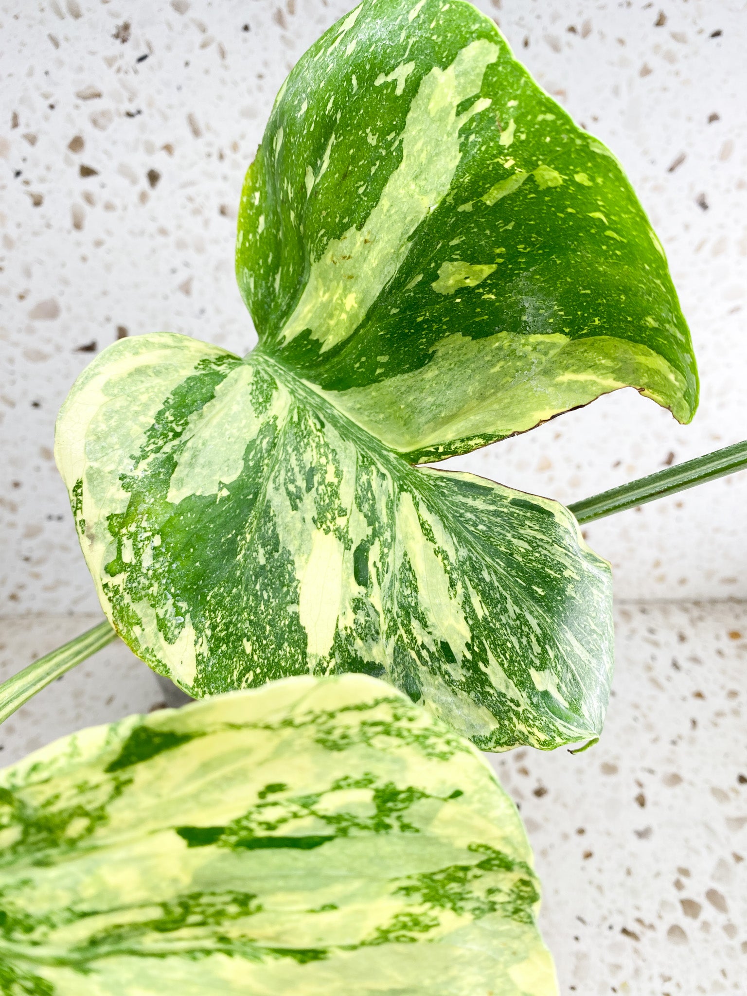 Unicorn: Monstera Thai Constellation Creme Brulee 3 leaf top cutting highly variegated (rooted)