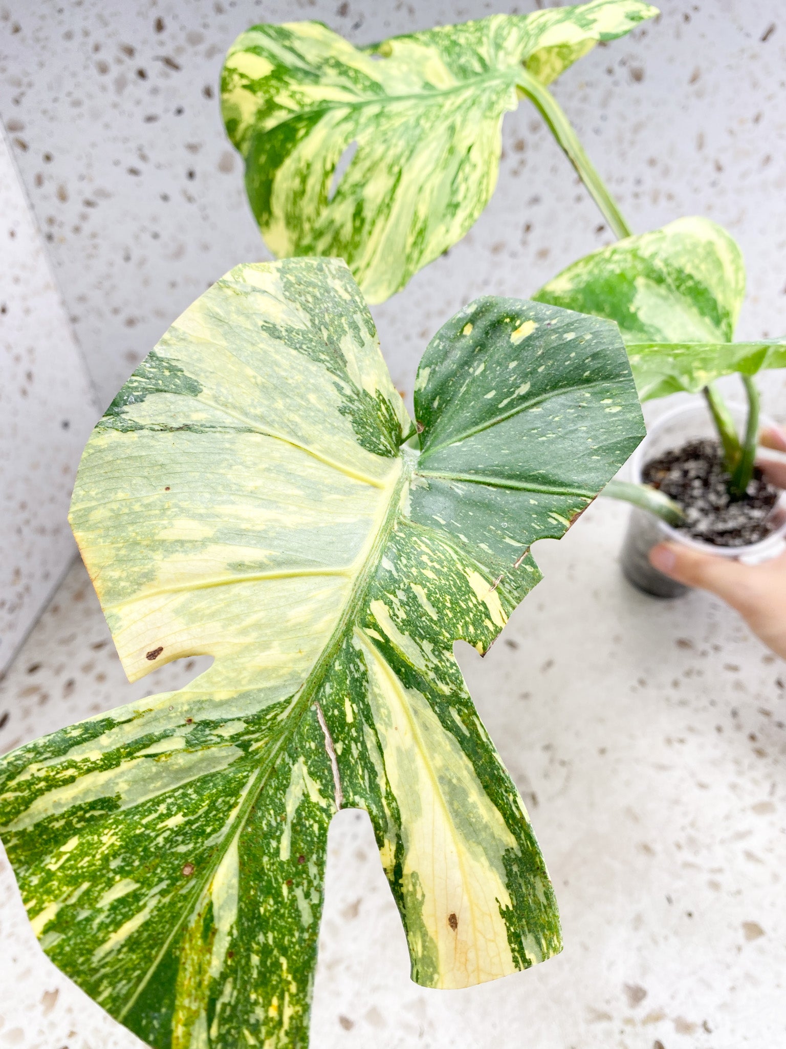 Unicorn: Monstera Thai Constellation Creme Brulee 3 leaf top cutting highly variegated (rooted)