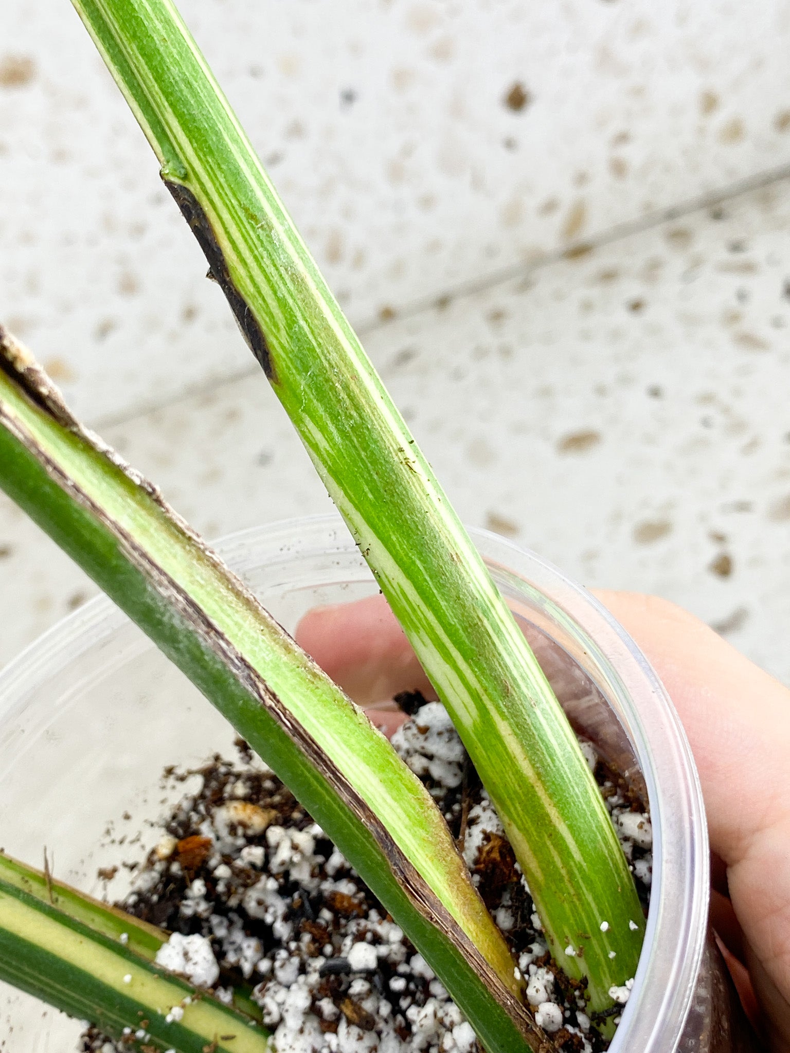 Unicorn: Monstera Thai Constellation Creme Brulee 3 leaf top cutting highly variegated (rooted)