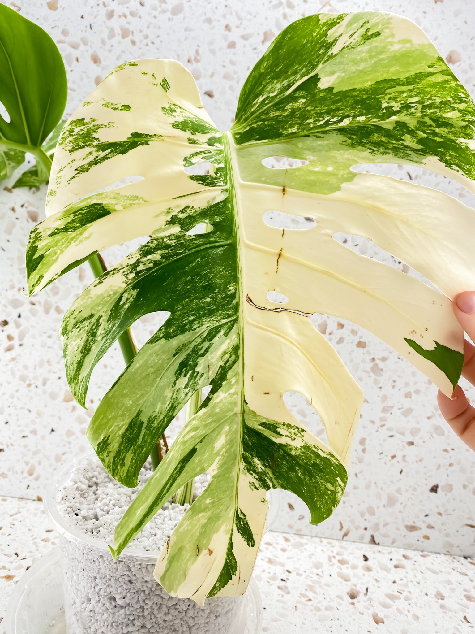 Bundle for Brooke W. Monstera Albo White Tiger and Monstera Aurea Tricolor