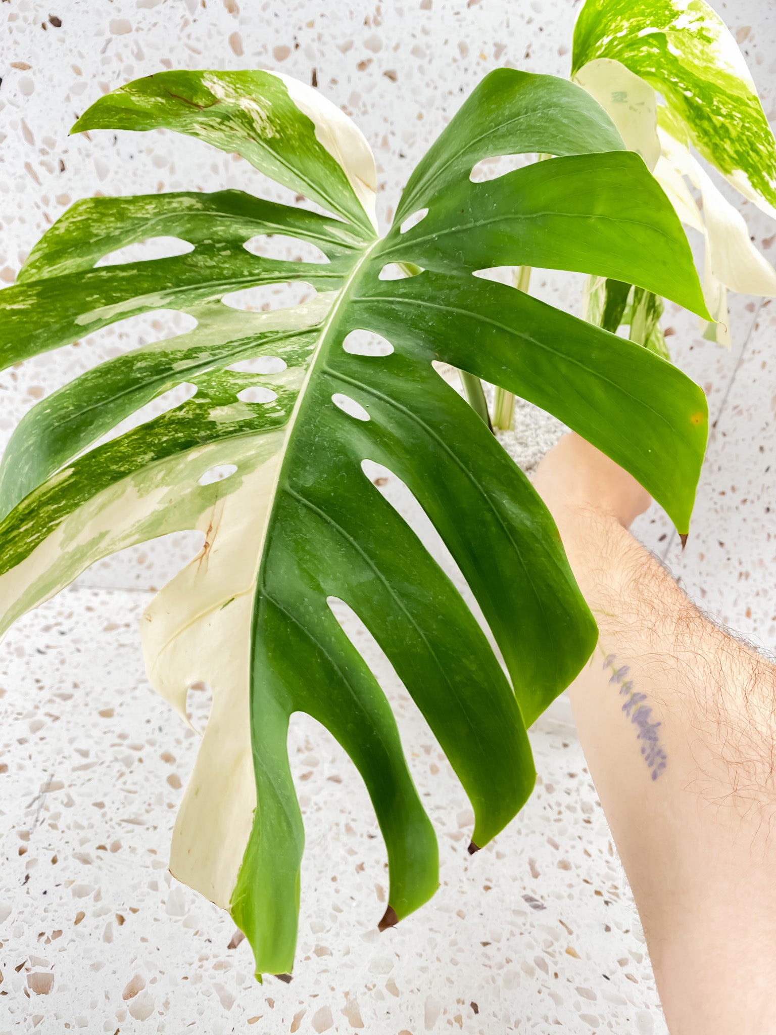 Bundle for Brooke W. Monstera Albo White Tiger and Monstera Aurea Tricolor