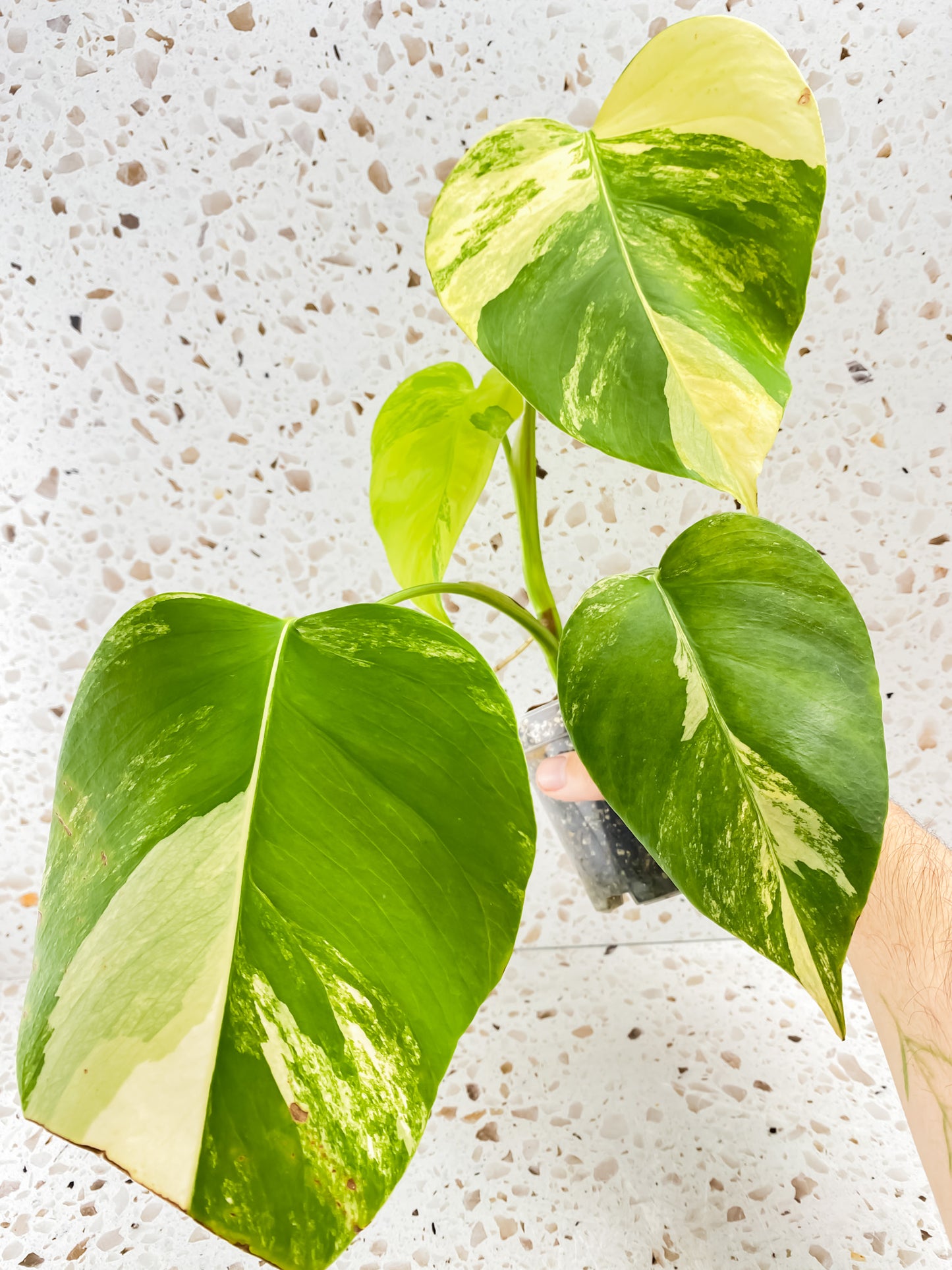 Monstera Aurea Tricolor 4 leaf top cutting