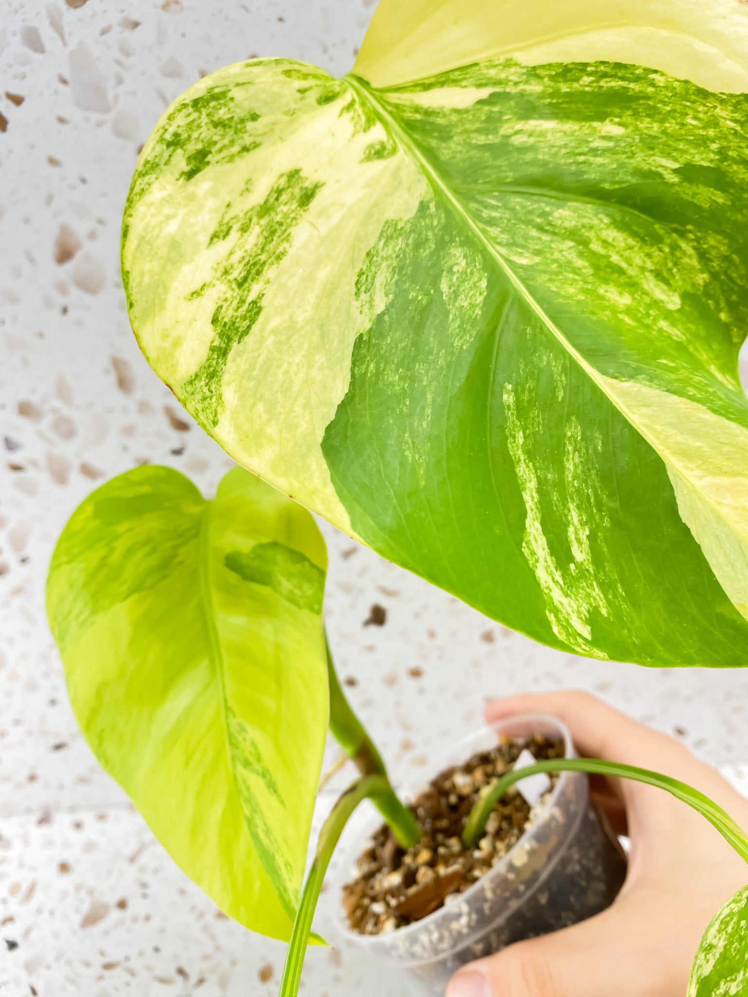 Monstera Aurea Tricolor 4 leaf top cutting