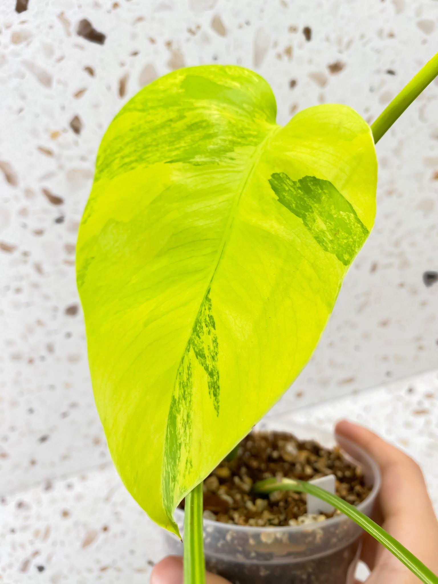 Monstera Aurea Tricolor 4 leaf top cutting