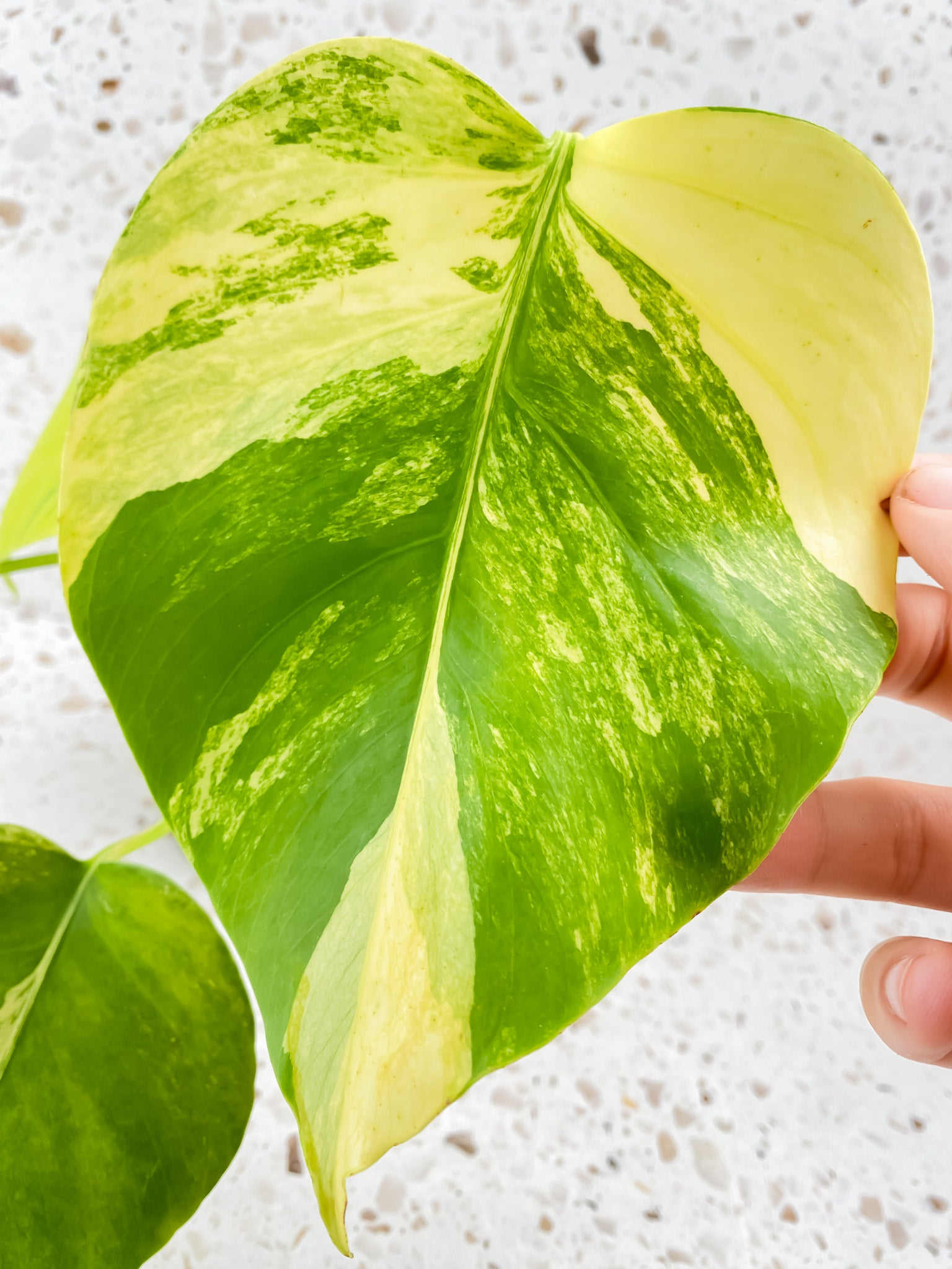 Monstera Aurea Tricolor 4 leaf top cutting