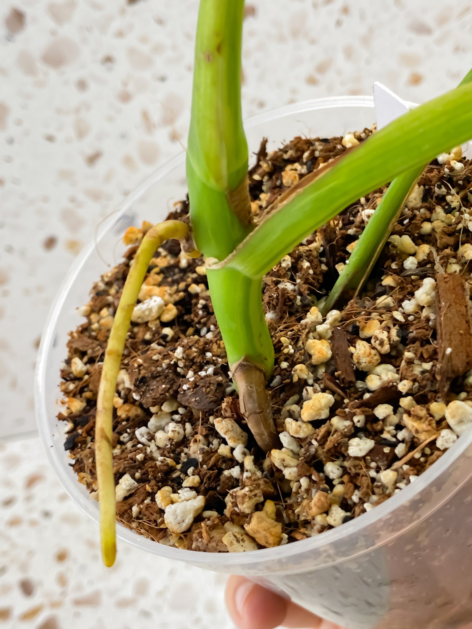 Monstera Aurea Tricolor 4 leaf top cutting