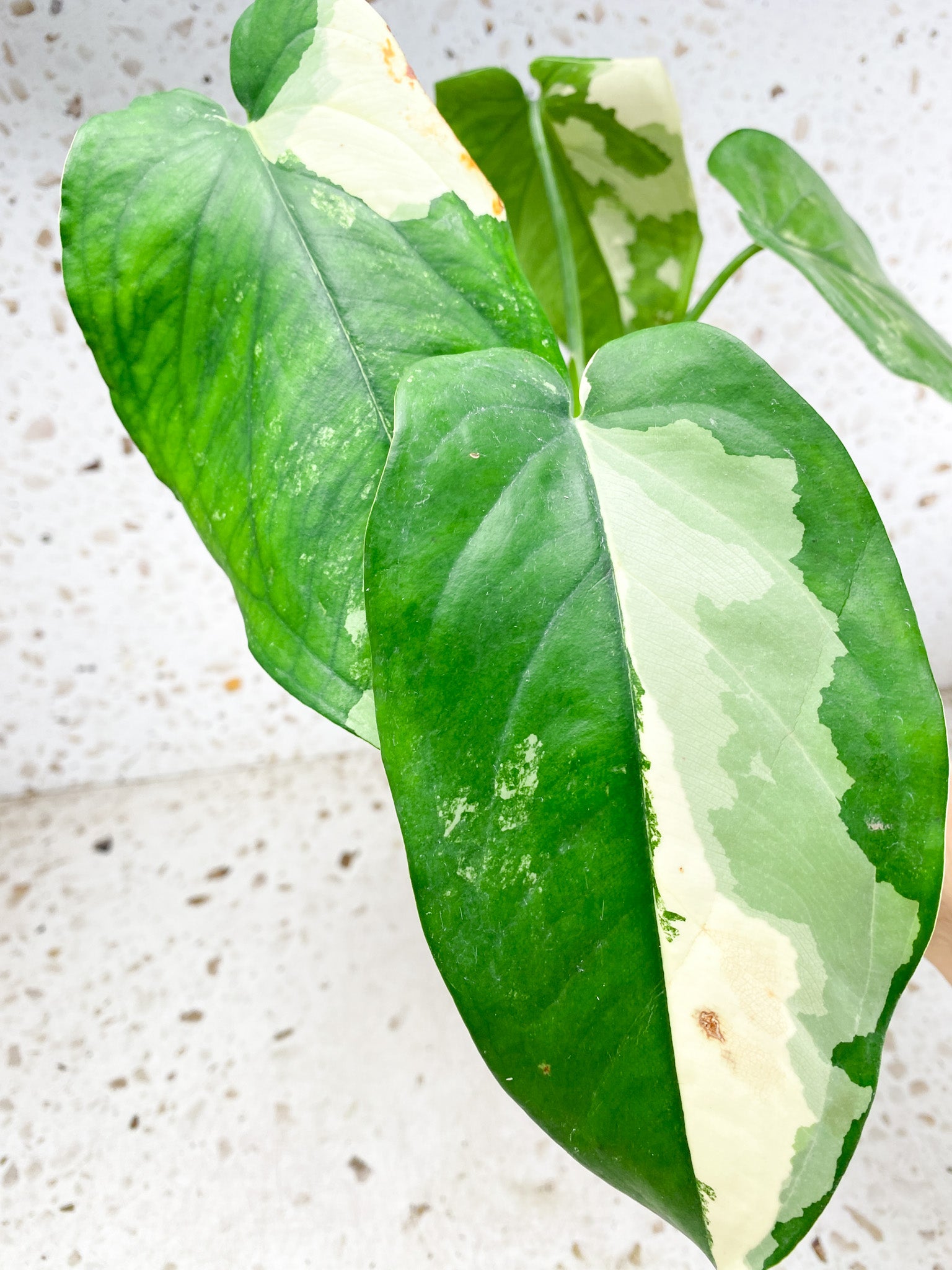 Syngonium Chiapense Variegated 5 leaf top cutting (rooting)