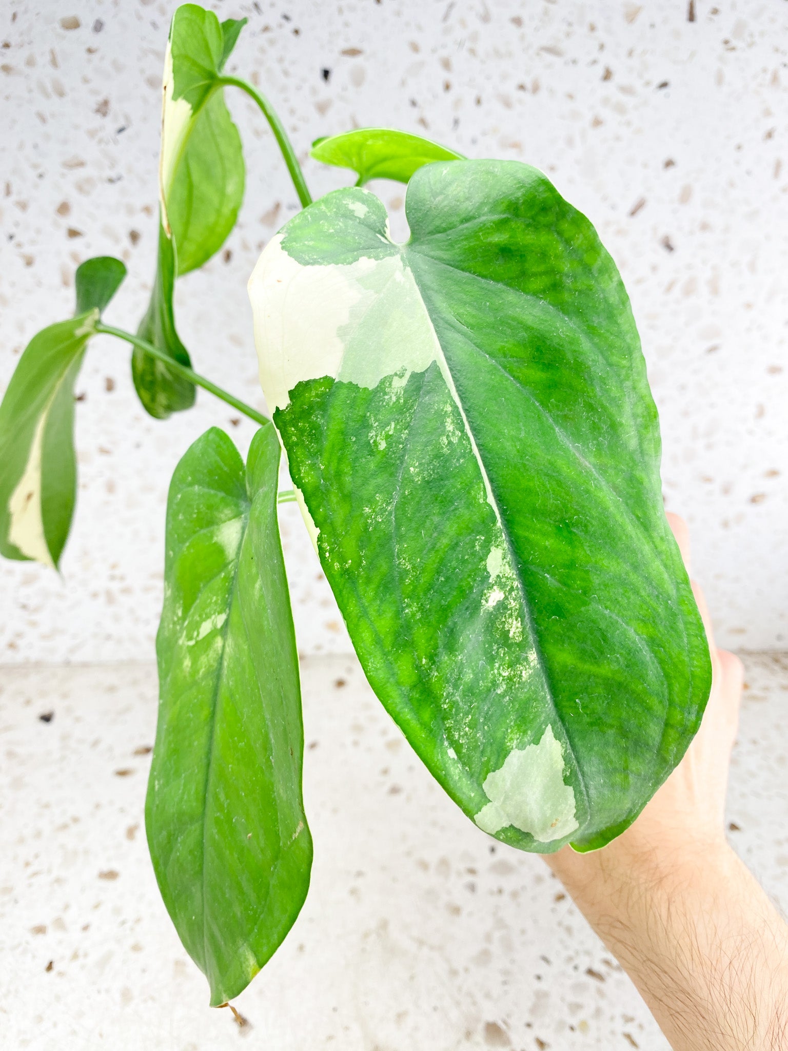 Syngonium Chiapense Variegated 5 leaf top cutting (rooting)