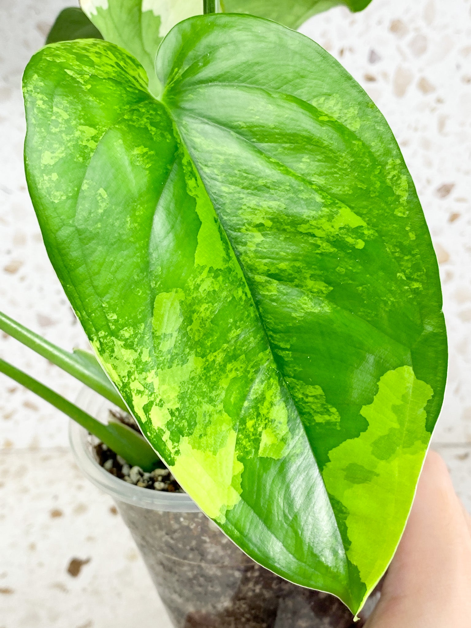 Syngonium Chiapense Variegated 5 leaf top cutting (rooting)