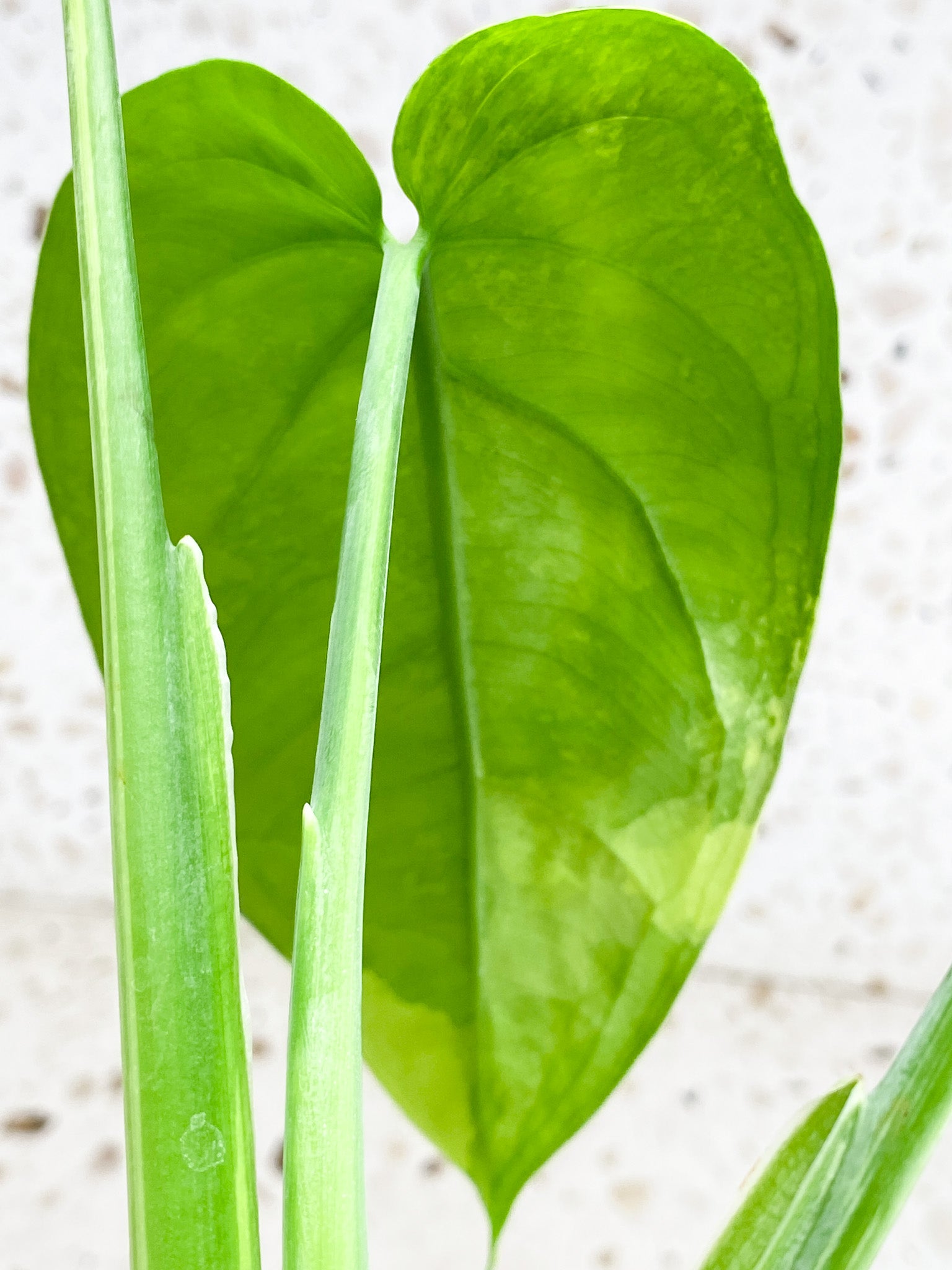 Syngonium Chiapense Variegated 5 leaf top cutting (rooting)