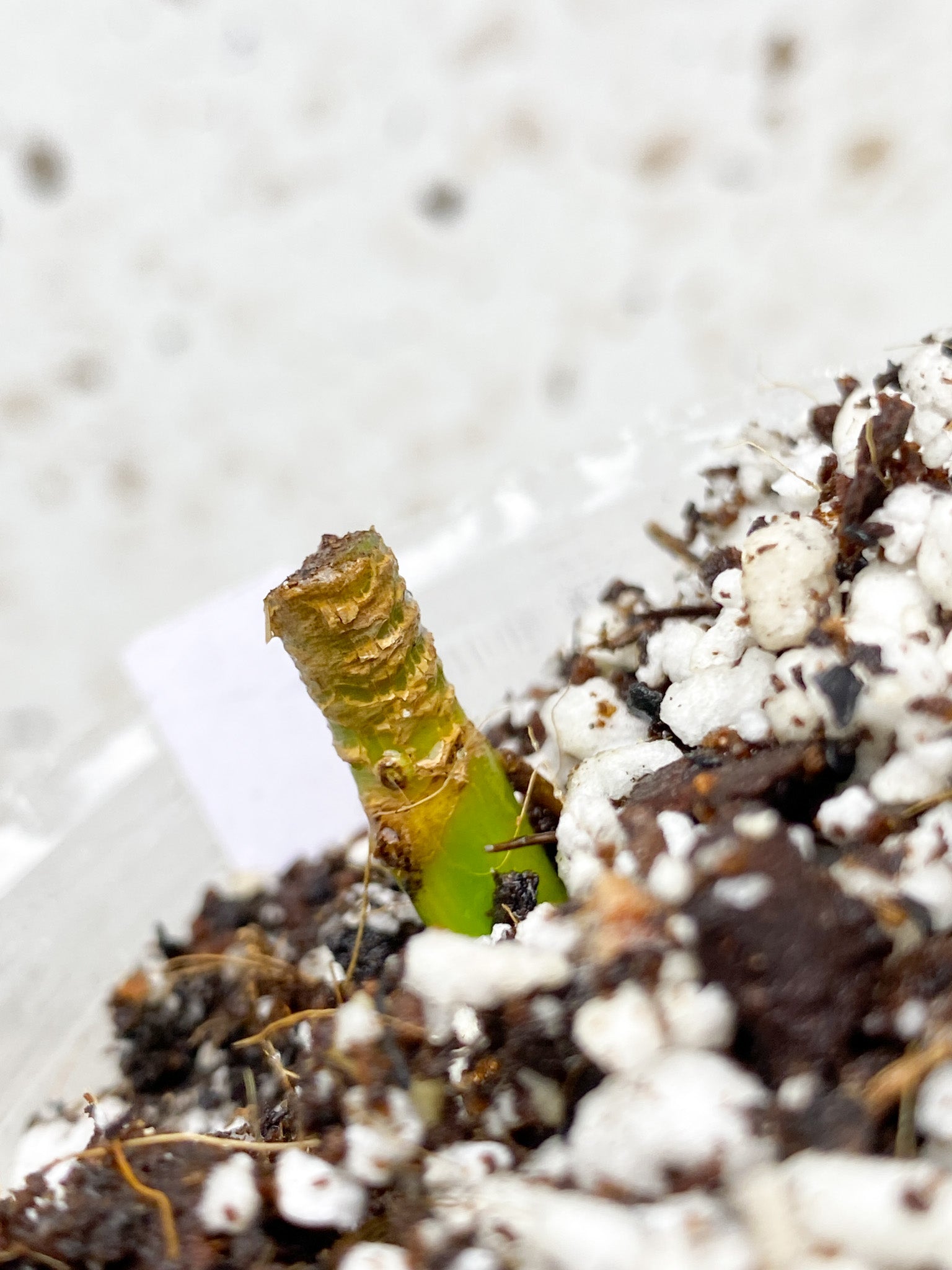 Syngonium Chiapense Variegated multiple nodes (rooting)