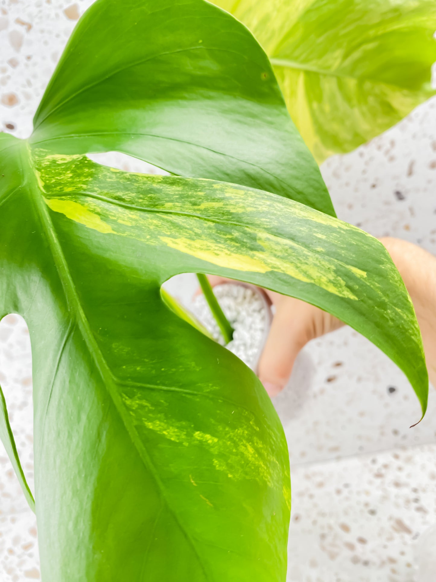 Monstera Aurea Tricolor 2 leaf top cutting