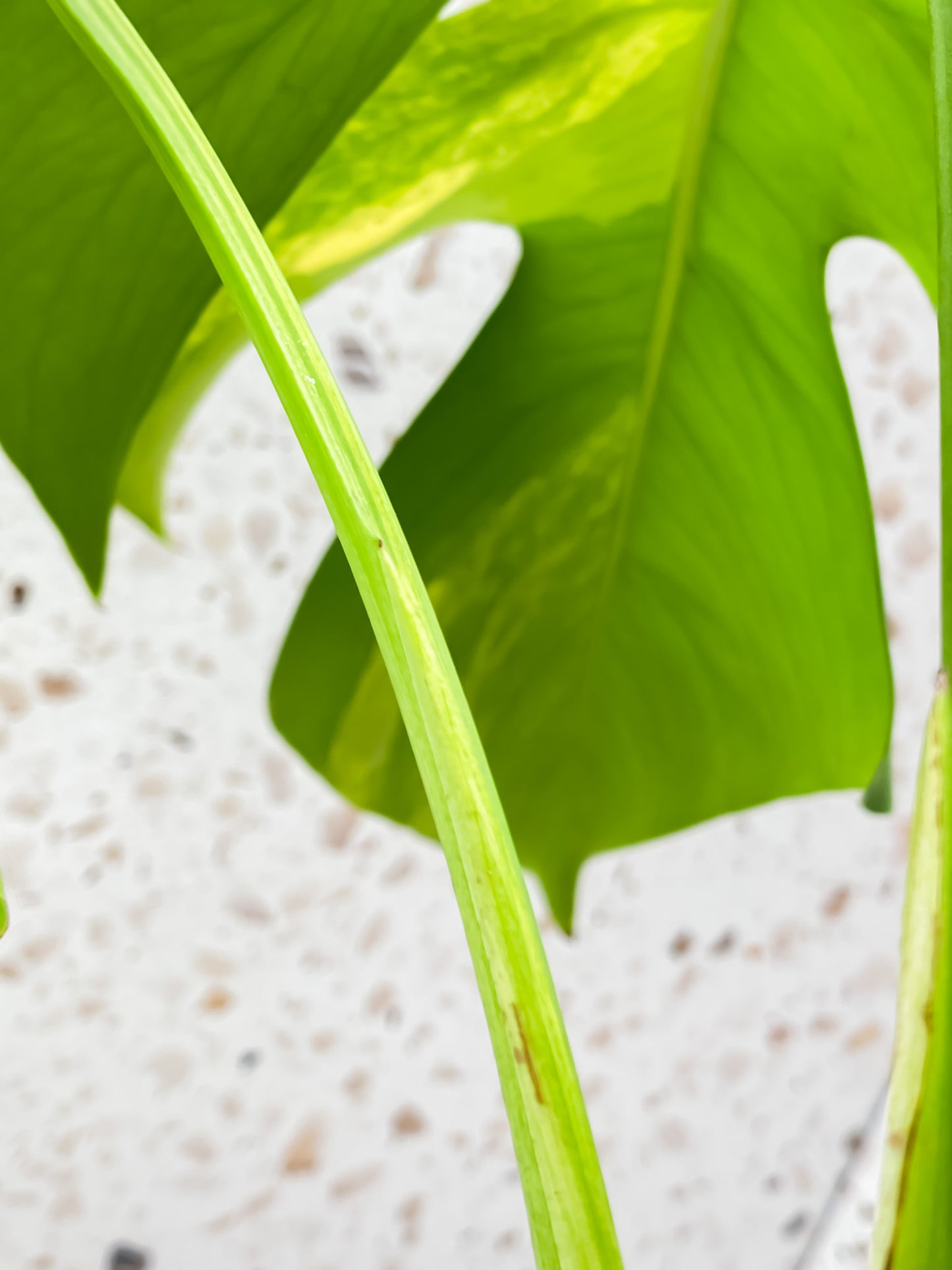 Monstera Aurea Tricolor 2 leaf top cutting