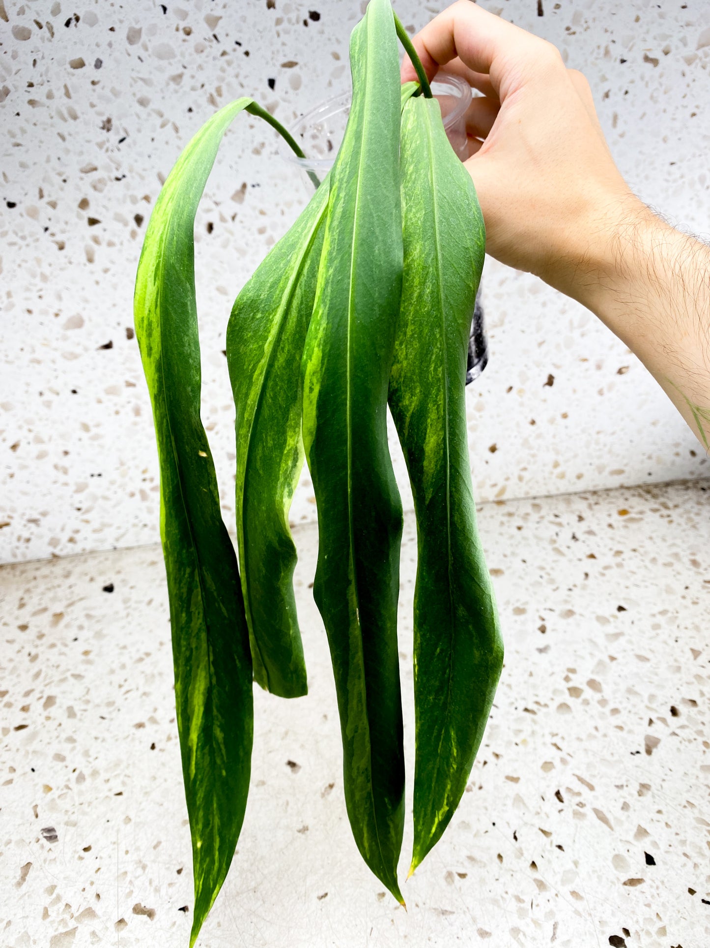 Anthurium Vittarifolium Variegated 4 leaves 1 sprout top cutting (rooting)