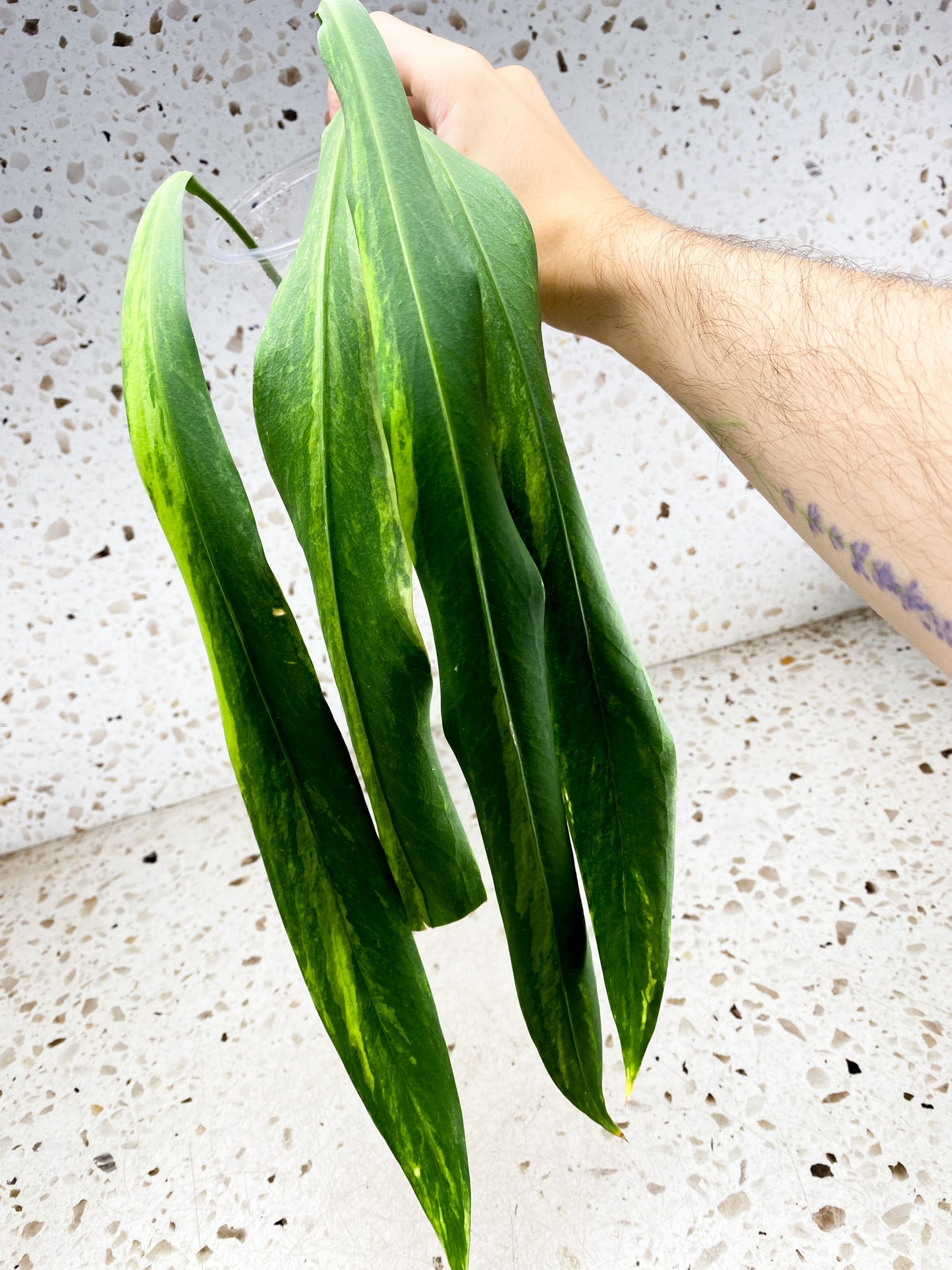 Anthurium Vittarifolium Variegated 4 leaves 1 sprout top cutting (rooting)