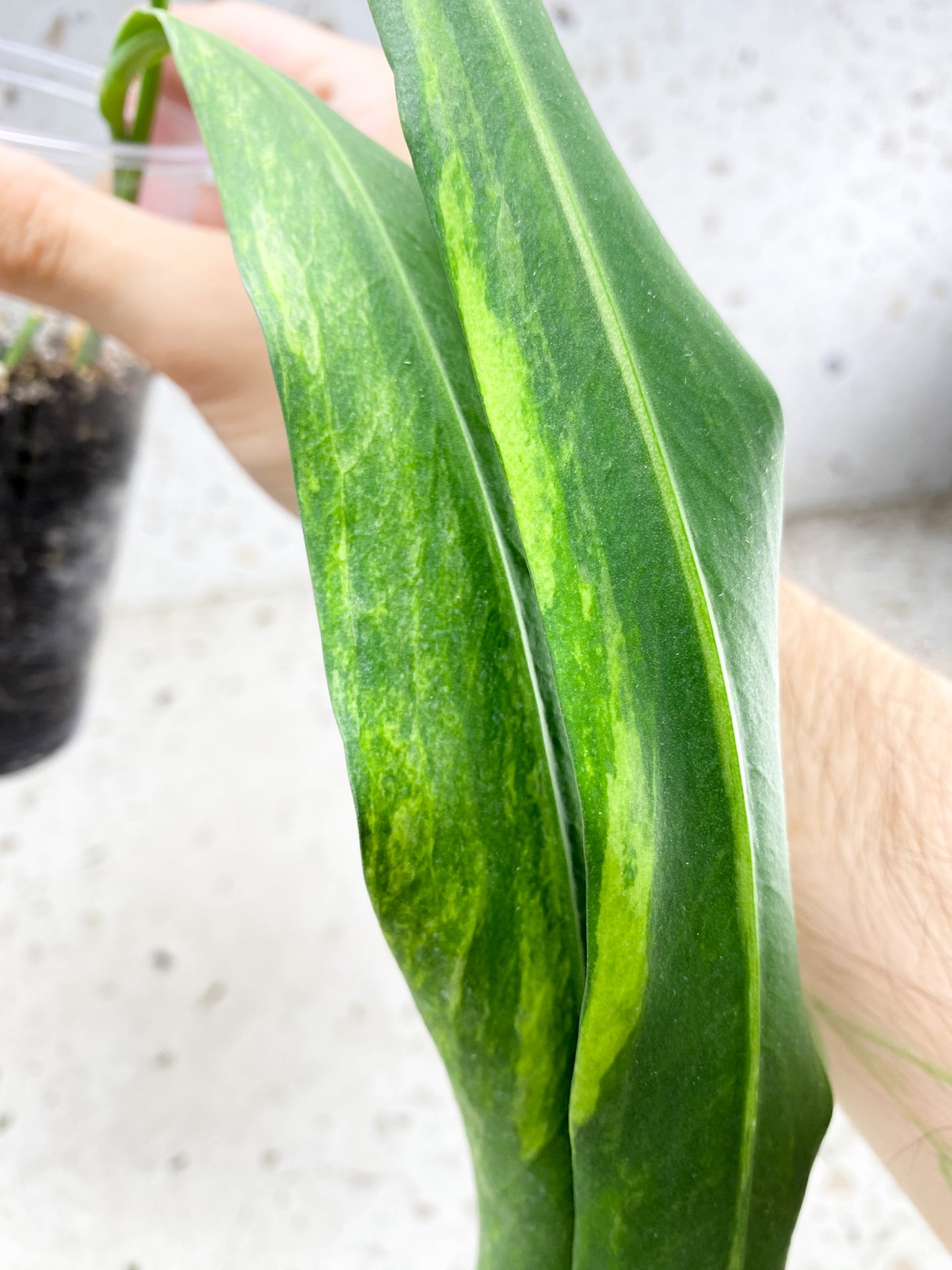 Anthurium Vittarifolium Variegated 4 leaves 1 sprout top cutting (rooting)