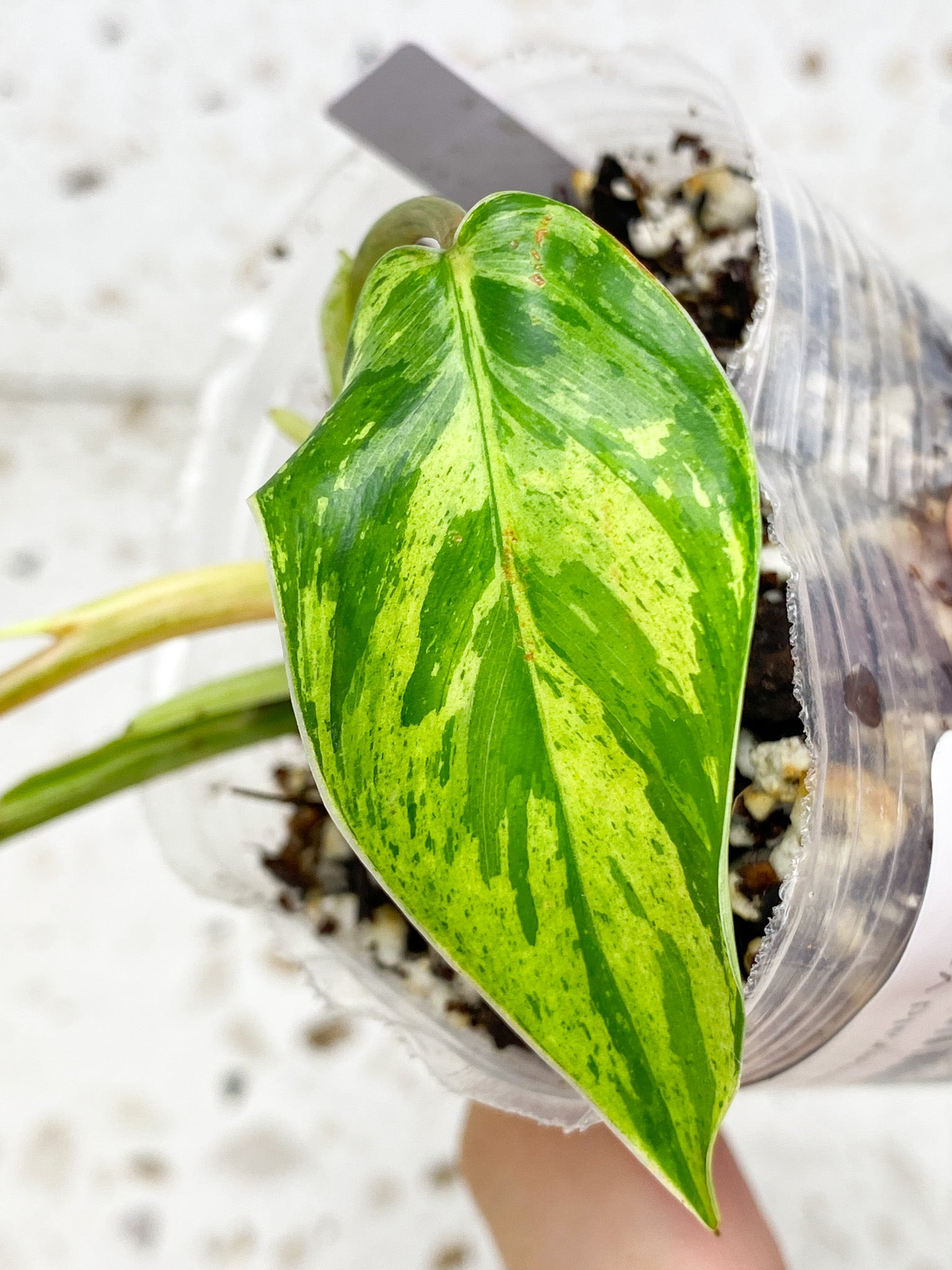 Unicorn: Philodendron  Emerald Marble King Variegated 3 leaves with several sprouts top cutting (rooting)