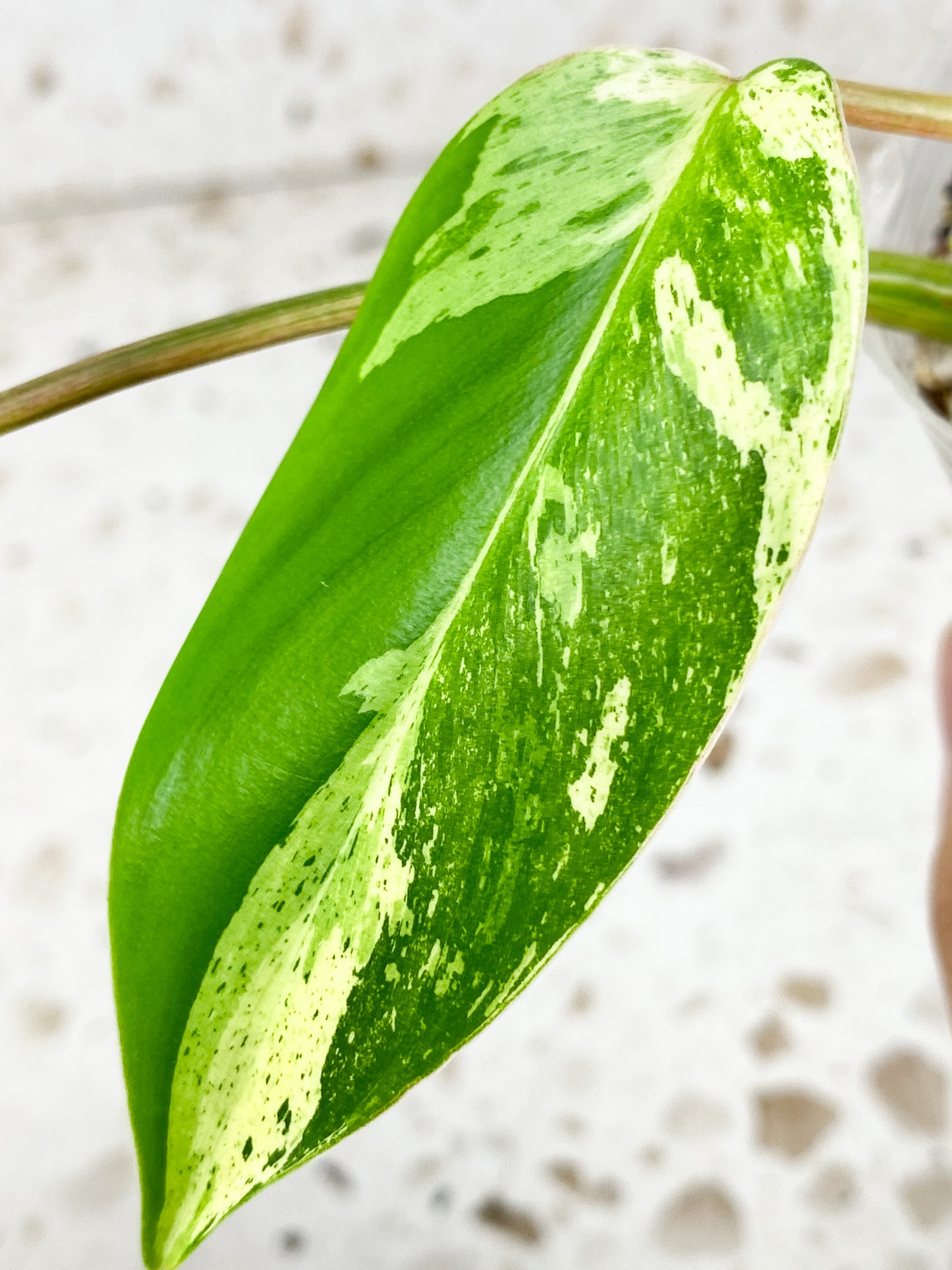 Unicorn: Philodendron  Emerald Marble King Variegated 3 leaves with several sprouts top cutting (rooting)