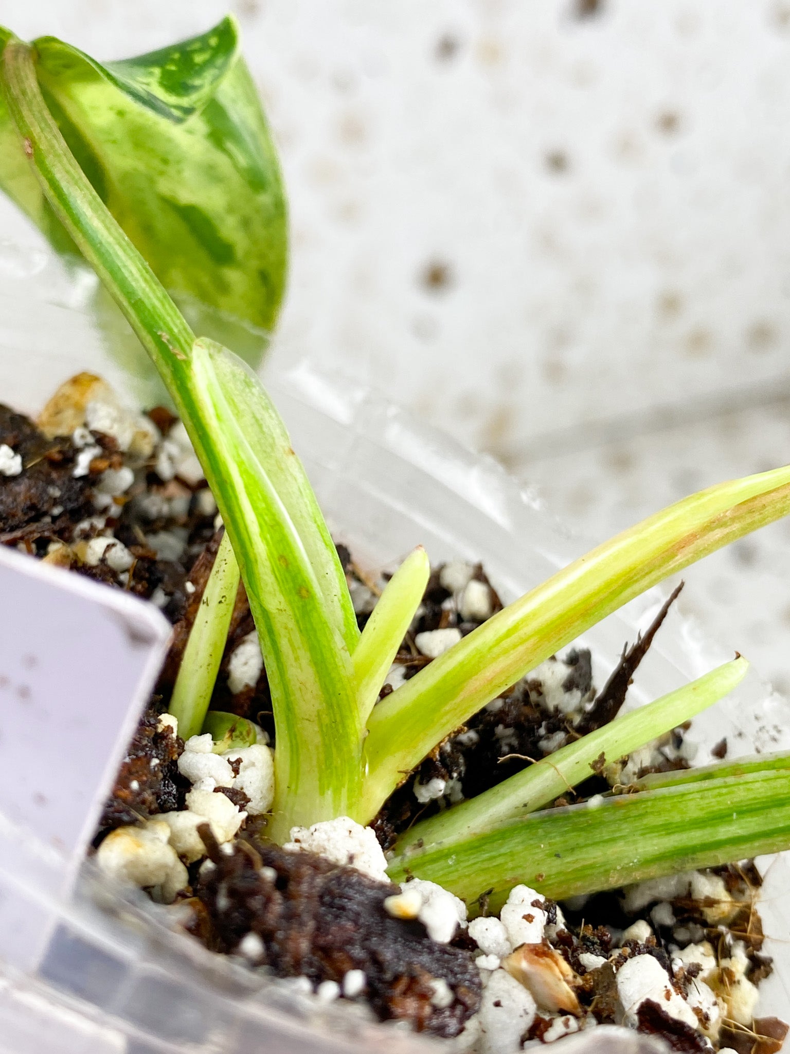 Unicorn: Philodendron  Emerald Marble King Variegated 3 leaves with several sprouts top cutting (rooting)