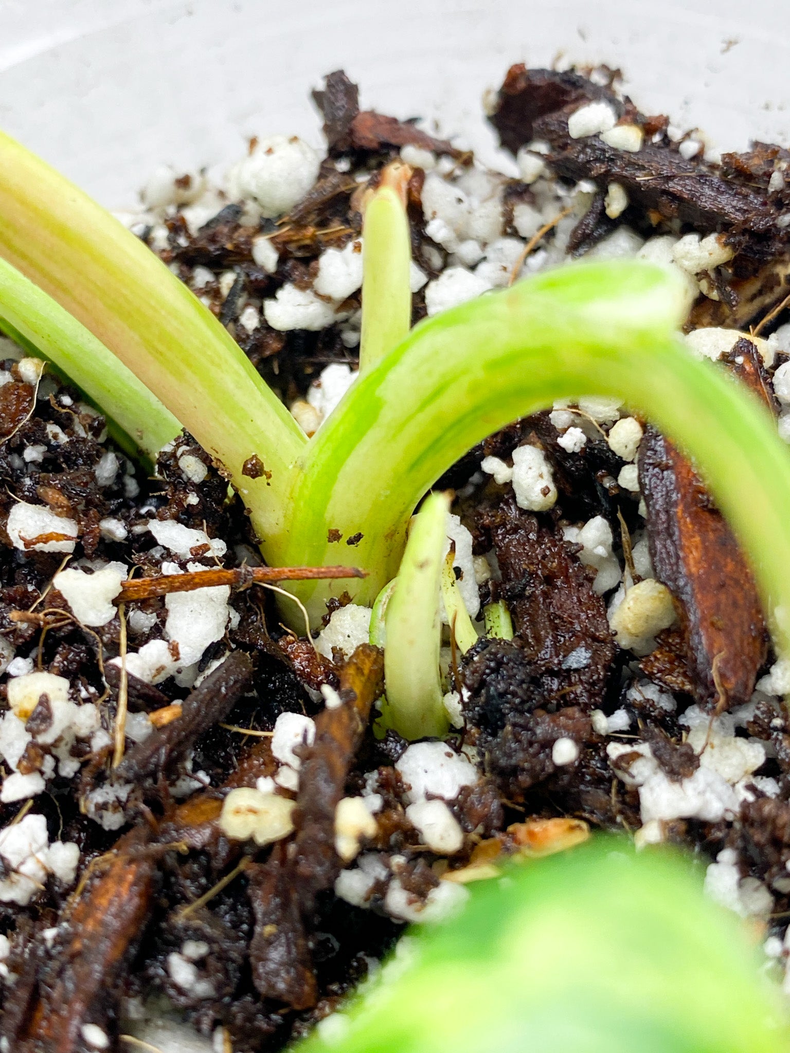 Unicorn: Philodendron  Emerald Marble King Variegated 3 leaves with several sprouts top cutting (rooting)