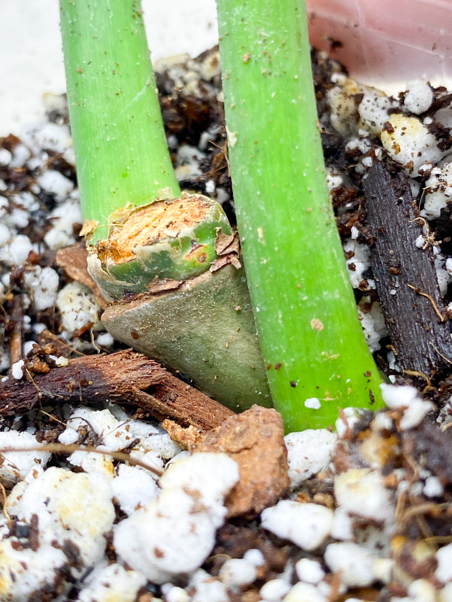 Thaumatophyllum Radiatum Variegated 2 leaves active node (rooting)