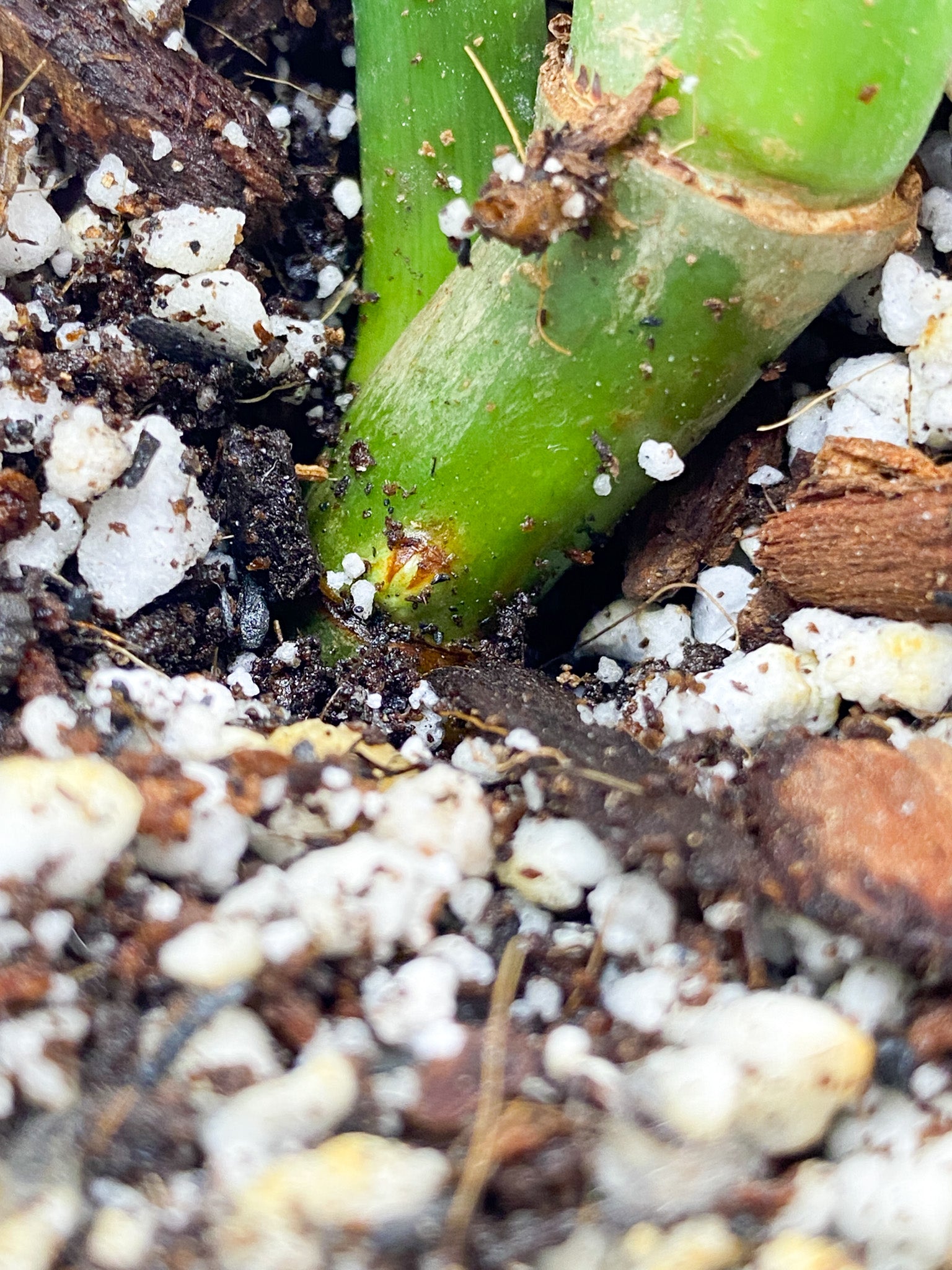 Thaumatophyllum Radiatum Variegated 2 leaves active node (rooting)