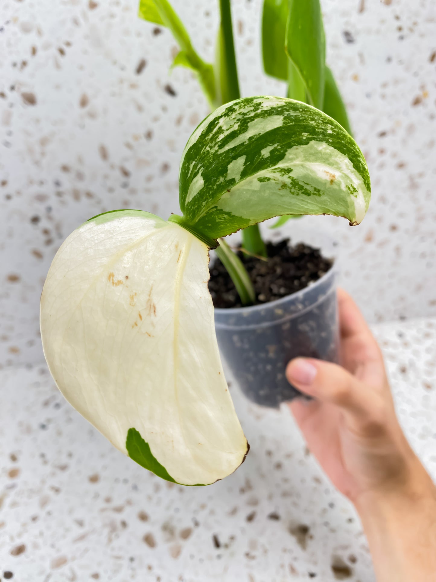 Monstera Albo White Tiger 2 leaves 1 unfurling top cutting