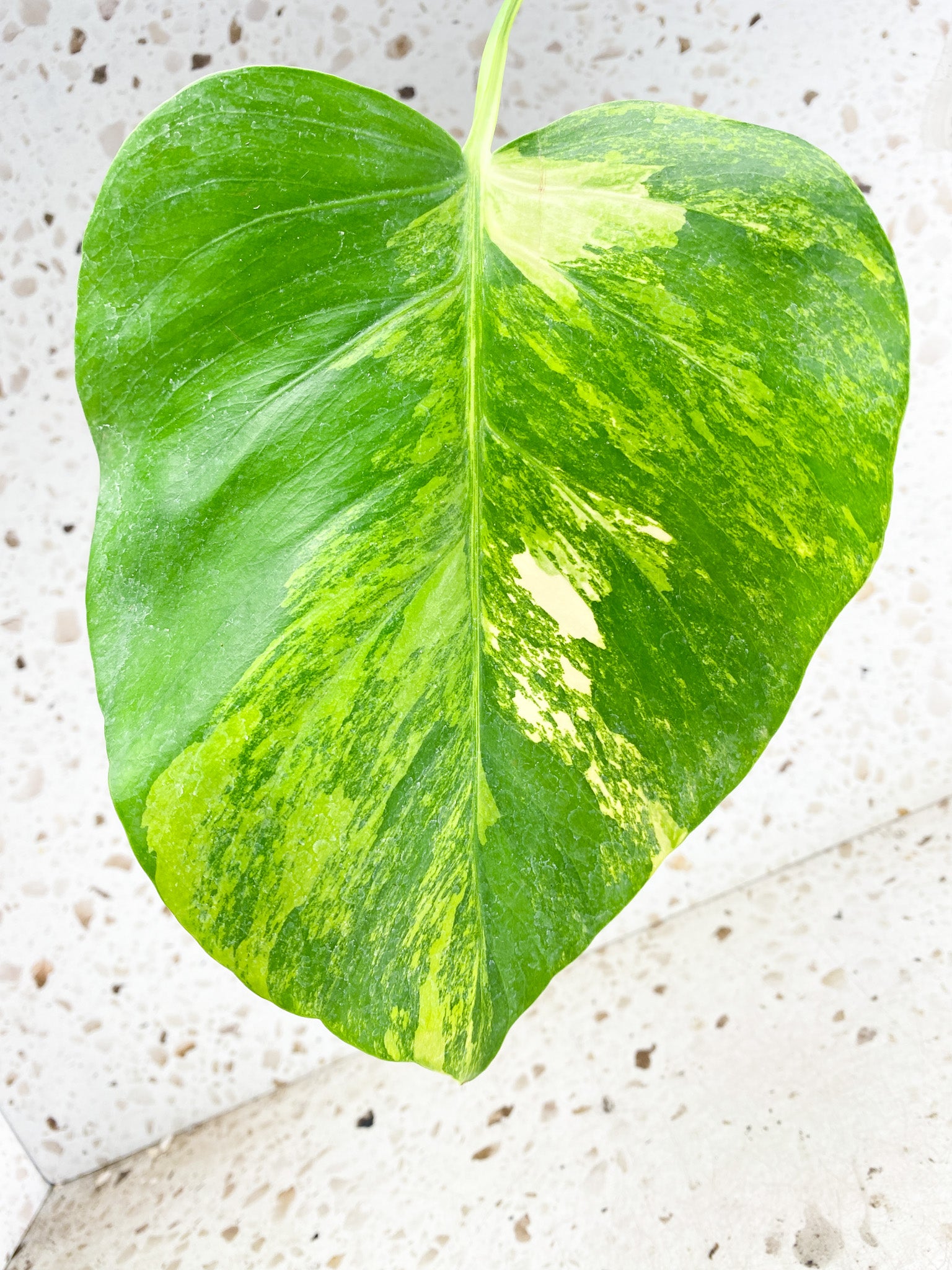 *Monstera Aurea Tricolor 1 leaf (rooting)