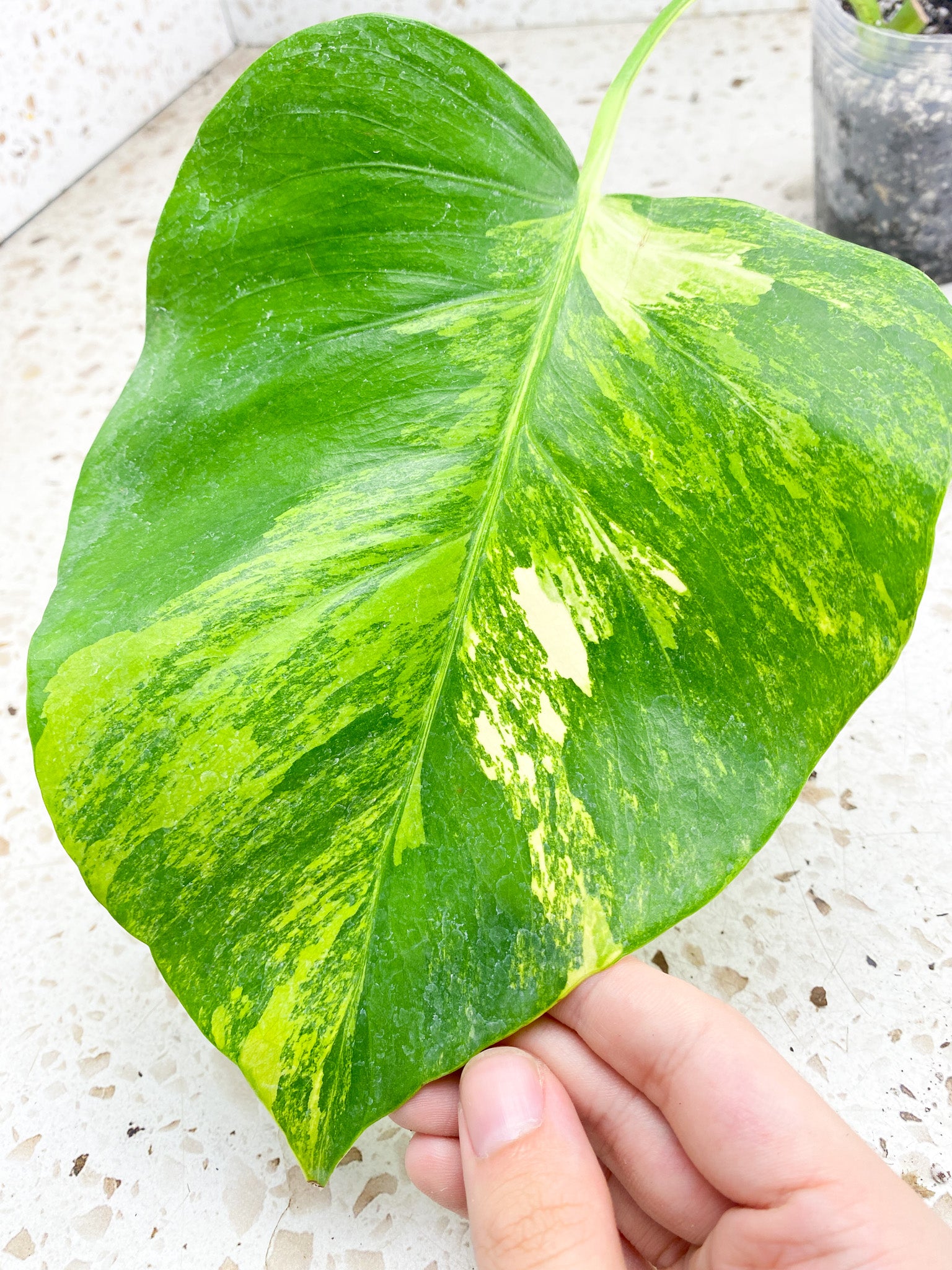 *Monstera Aurea Tricolor 1 leaf (rooting)
