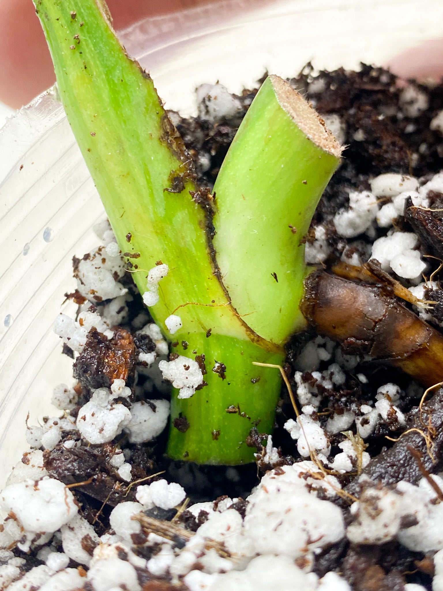 *Monstera Aurea Tricolor 1 leaf (rooting)