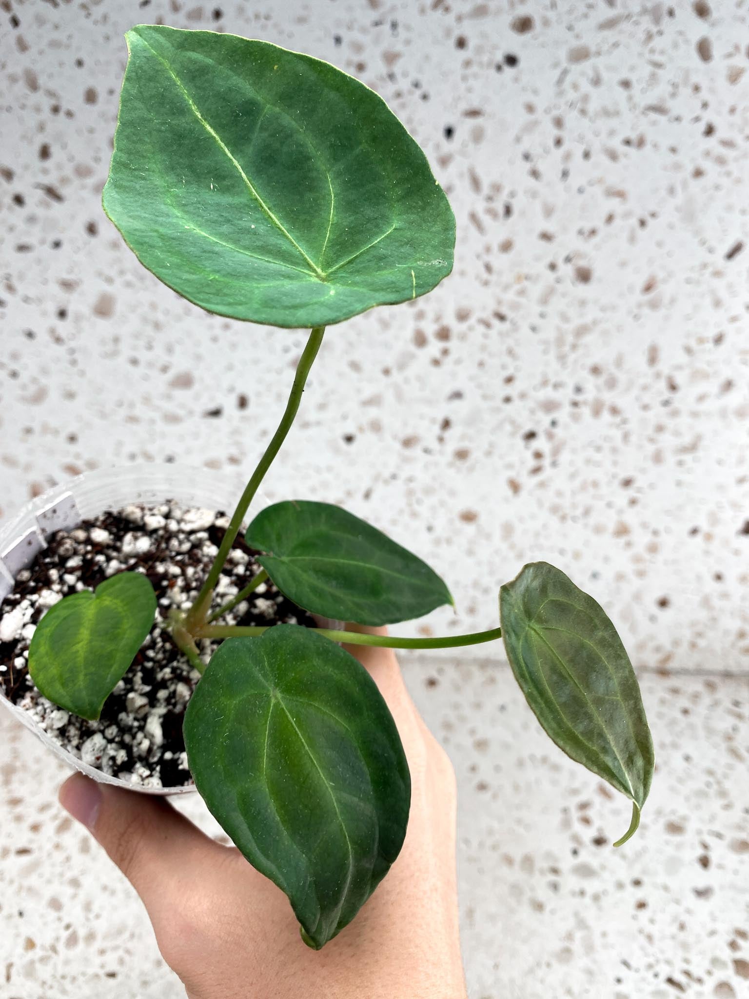 Anthurium Papillilaminum x Forgetii 5 leaf top cutting (slightly rooted)