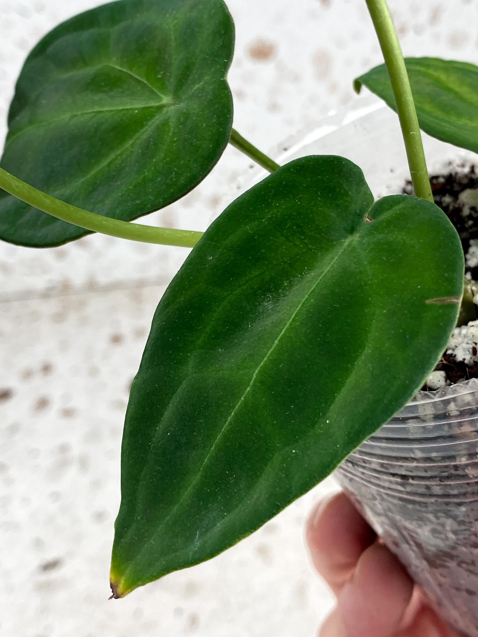 Anthurium Papillilaminum x Forgetii 5 leaf top cutting (slightly rooted)