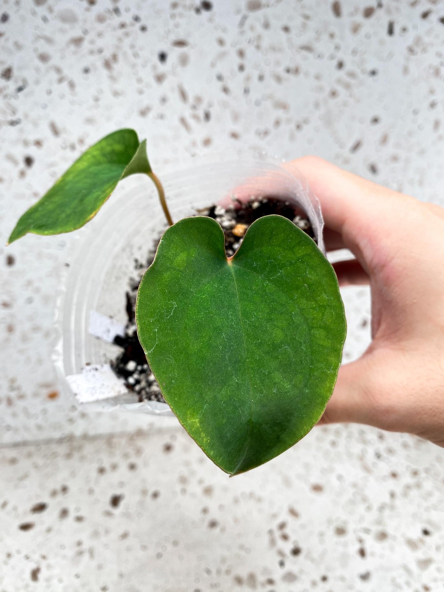 Anthurium Black Velvet Panama 3 leaf baby plant (slightly rooted)