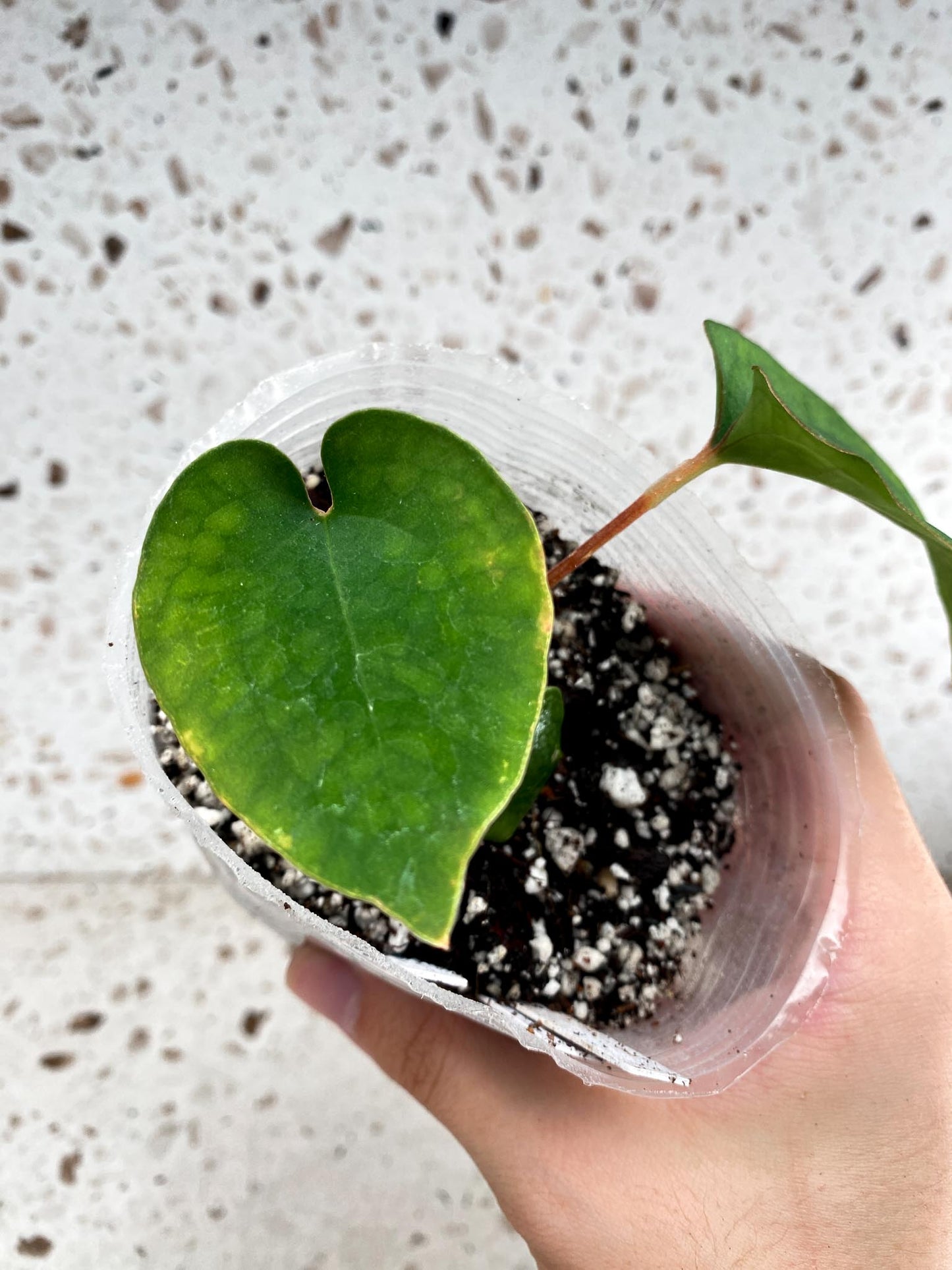 Anthurium Black Velvet Panama 3 leaf baby plant (slightly rooted)