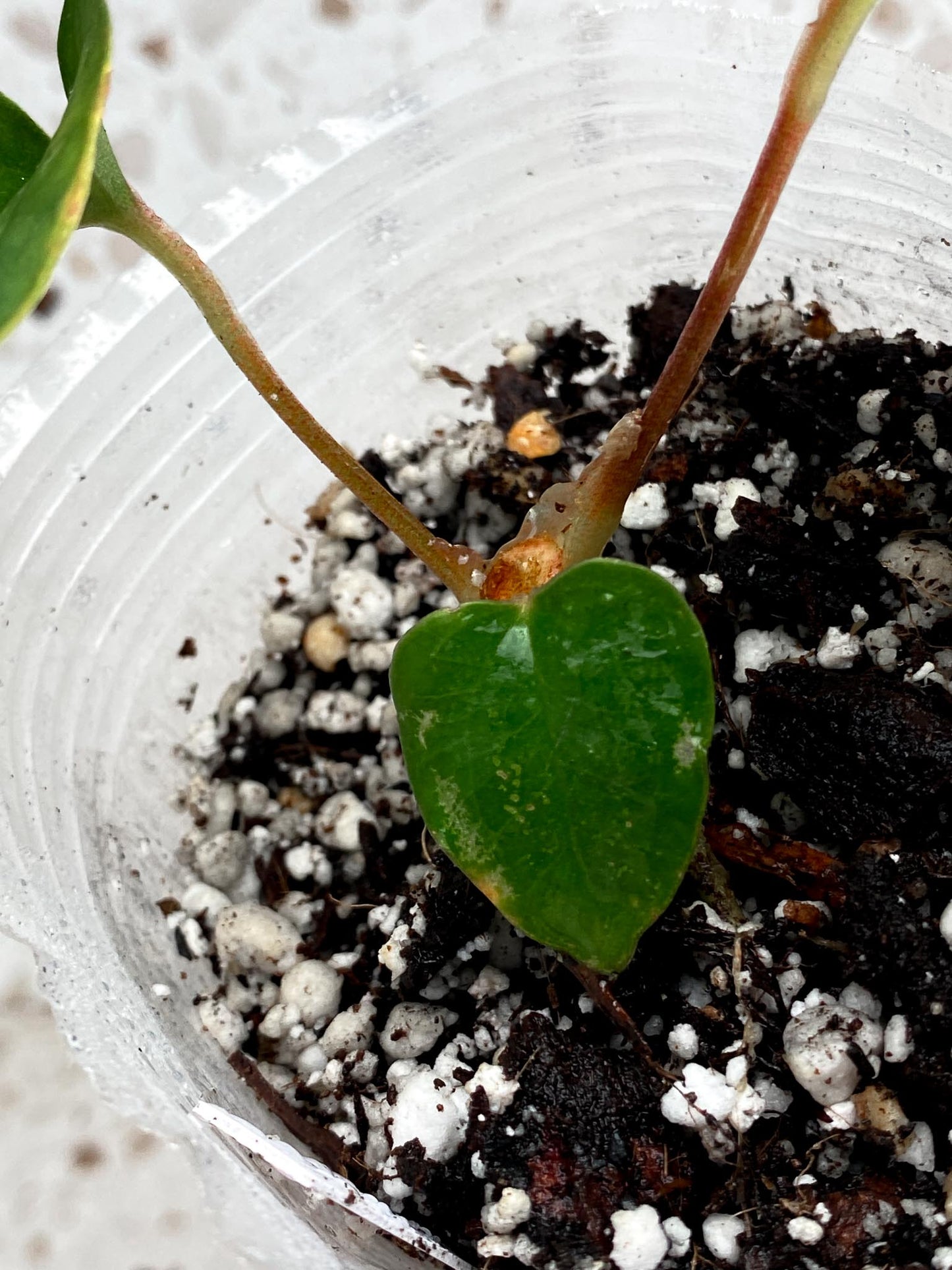 Anthurium Black Velvet Panama 3 leaf baby plant (slightly rooted)