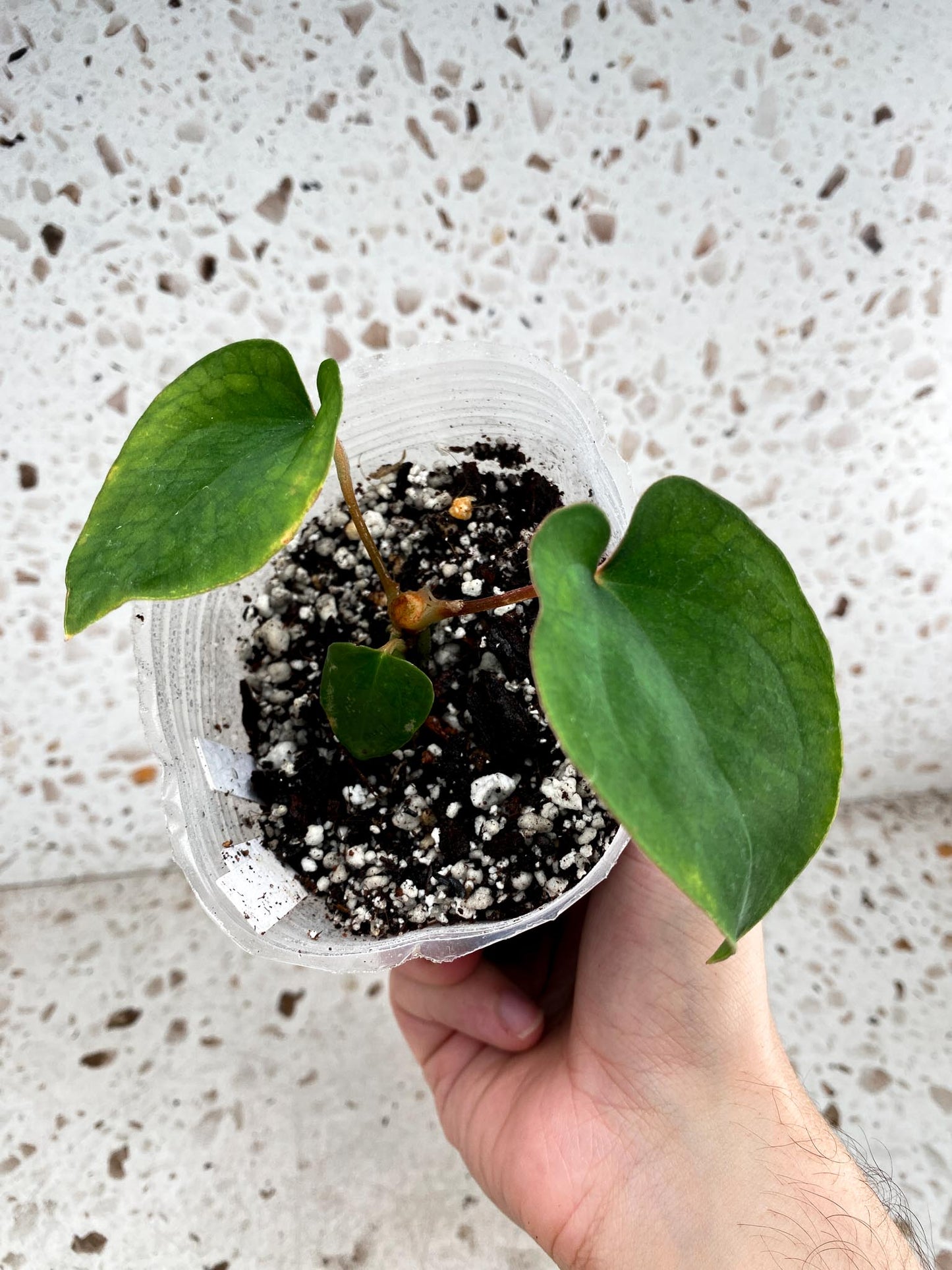 Anthurium Black Velvet Panama 3 leaf baby plant (slightly rooted)