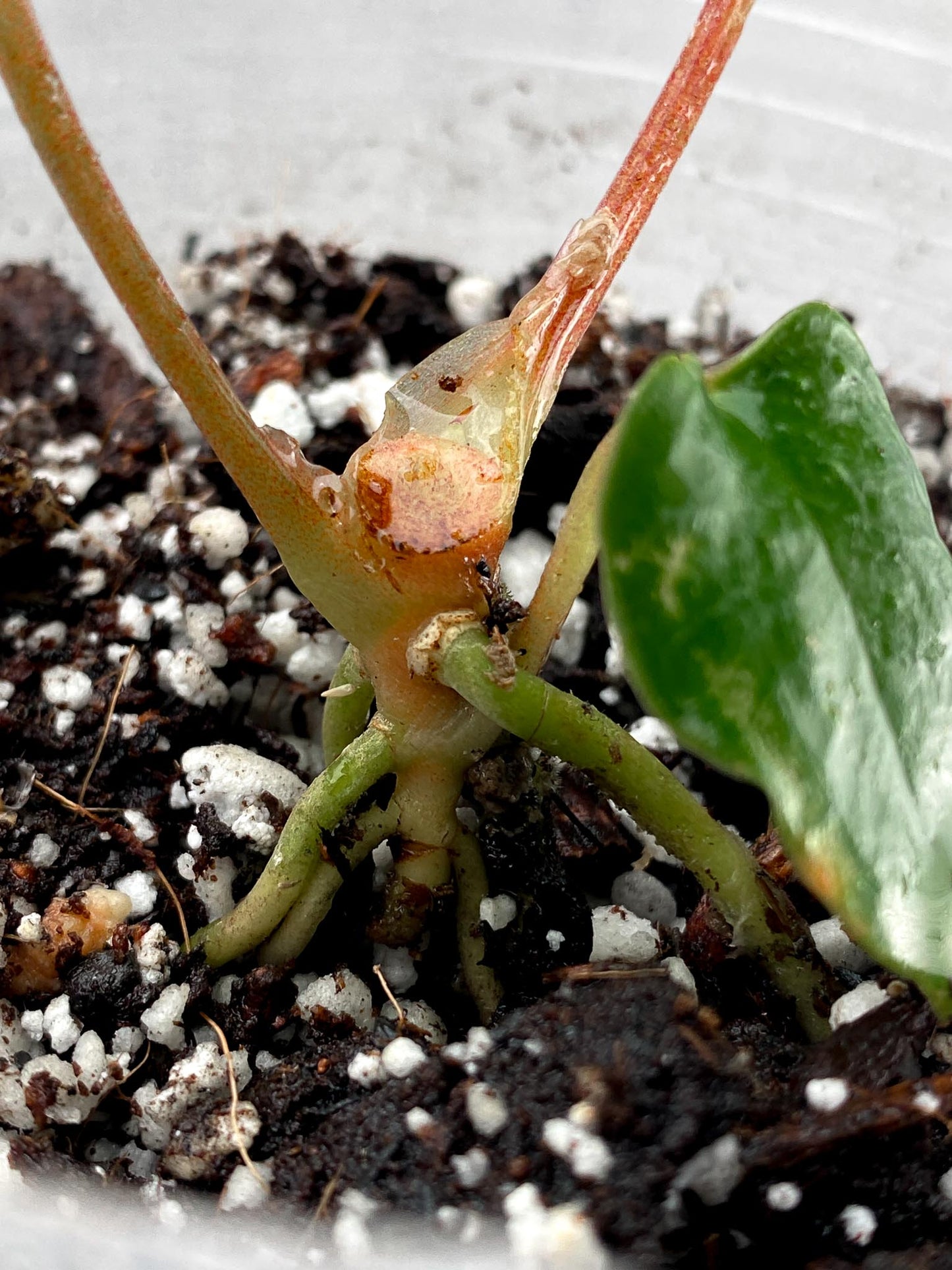 Anthurium Black Velvet Panama 3 leaf baby plant (slightly rooted)