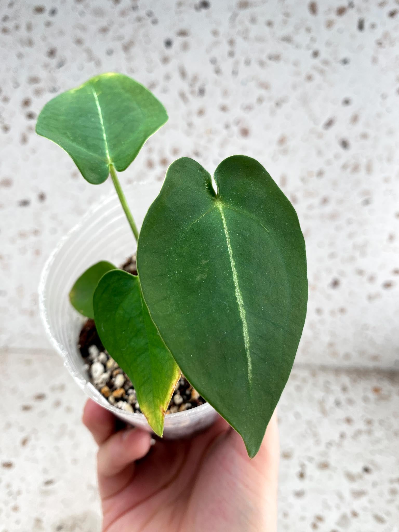 Anthurium Forgetii x Papillilaminum 5 leaf top cutting (rooting) – Leafy  Soulmates