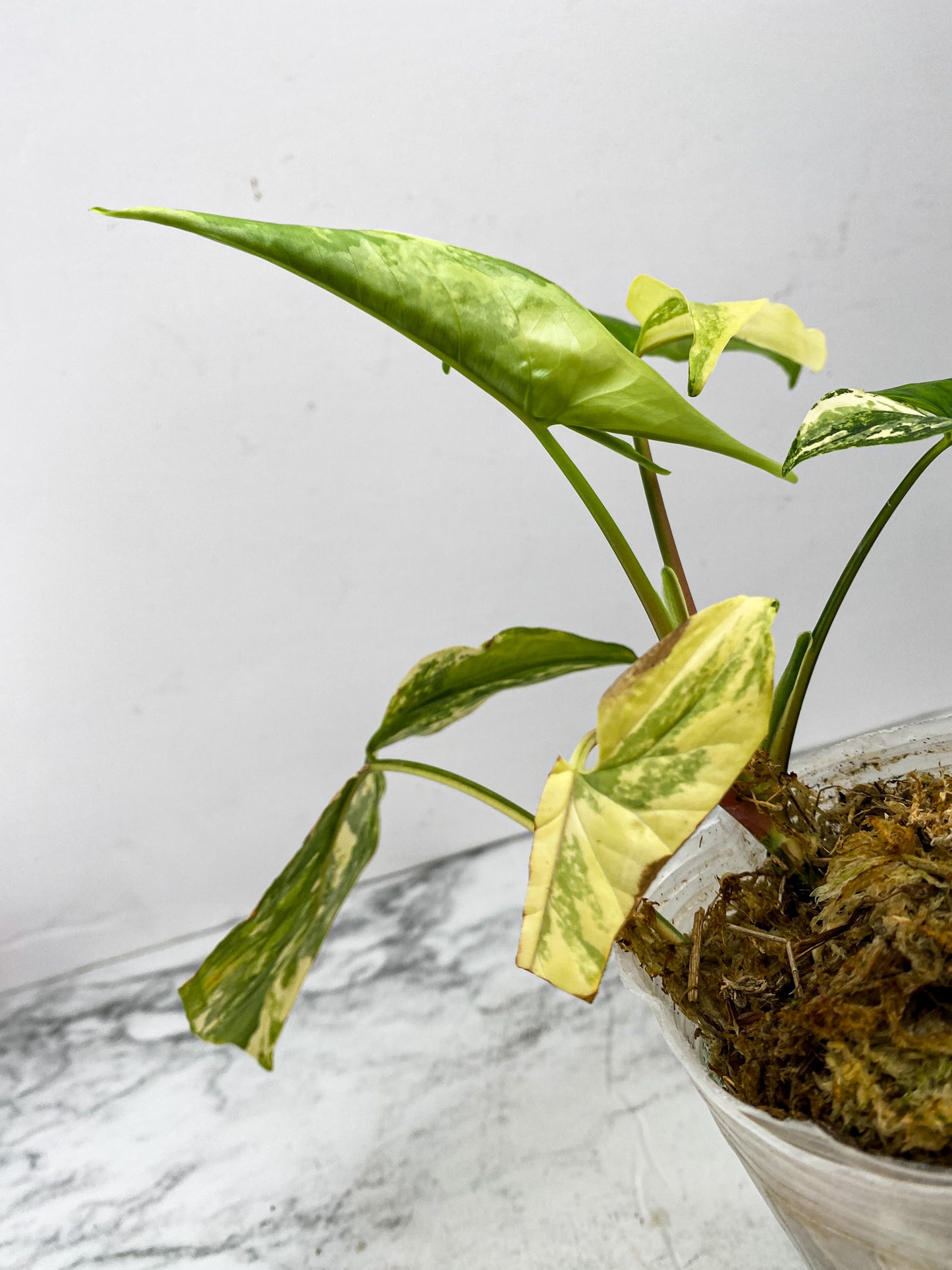 Syngonium Aurea 4 leaves 1 unfurling
