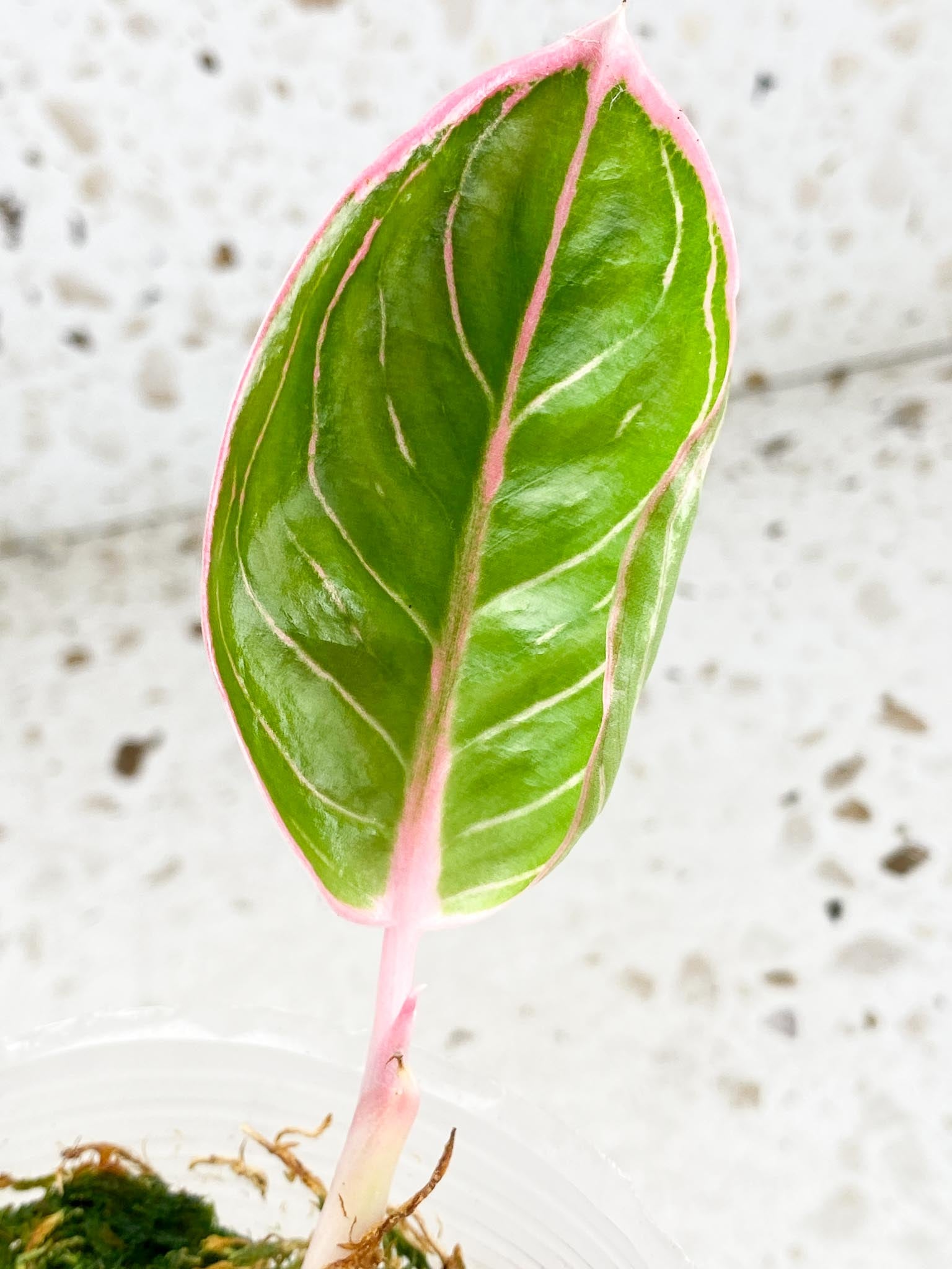 *Aglaonema Khanza Sunset 1 leaf 1 sprout baby plant (rooting)