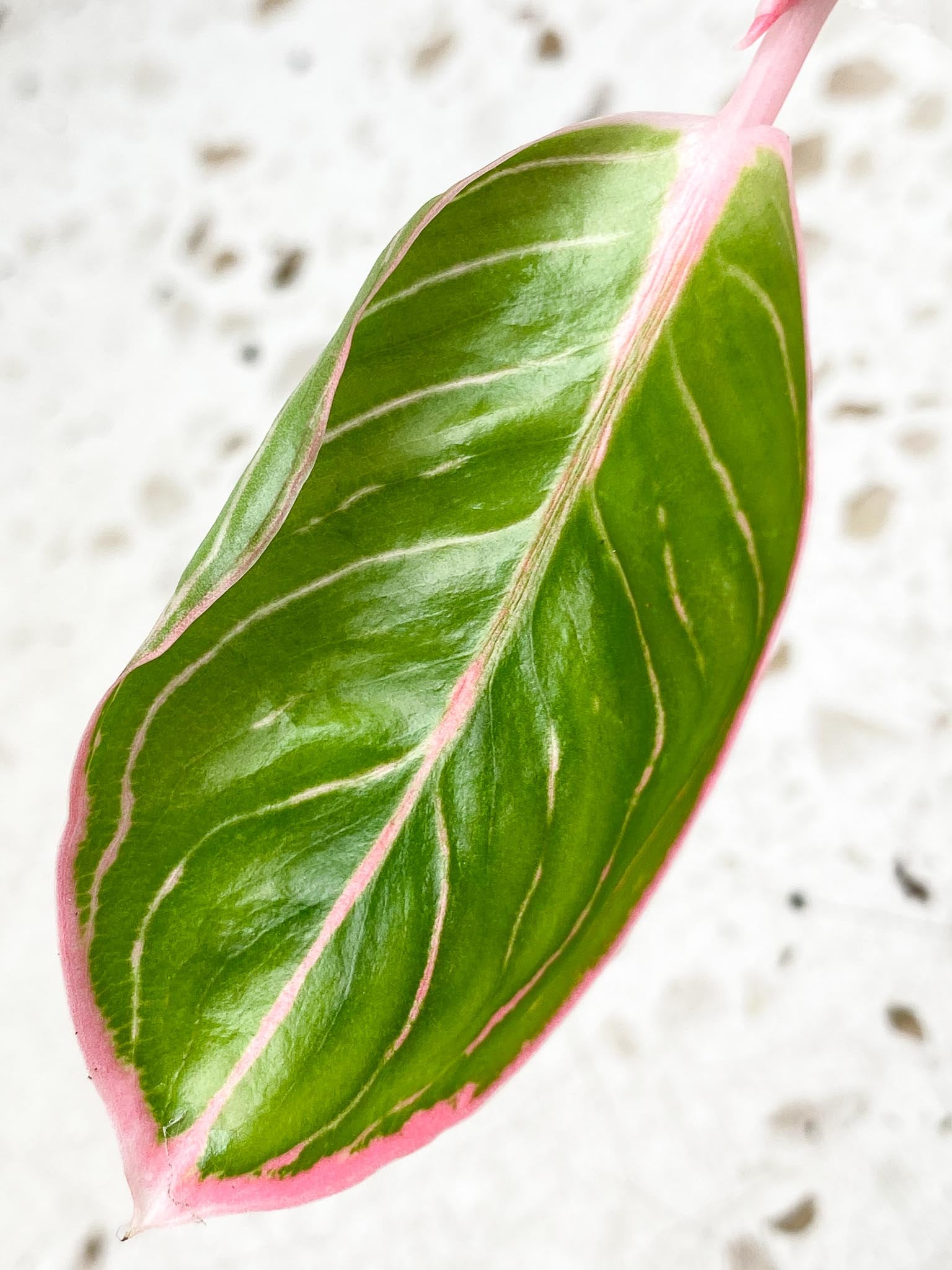 *Aglaonema Khanza Sunset 1 leaf 1 sprout baby plant (rooting)