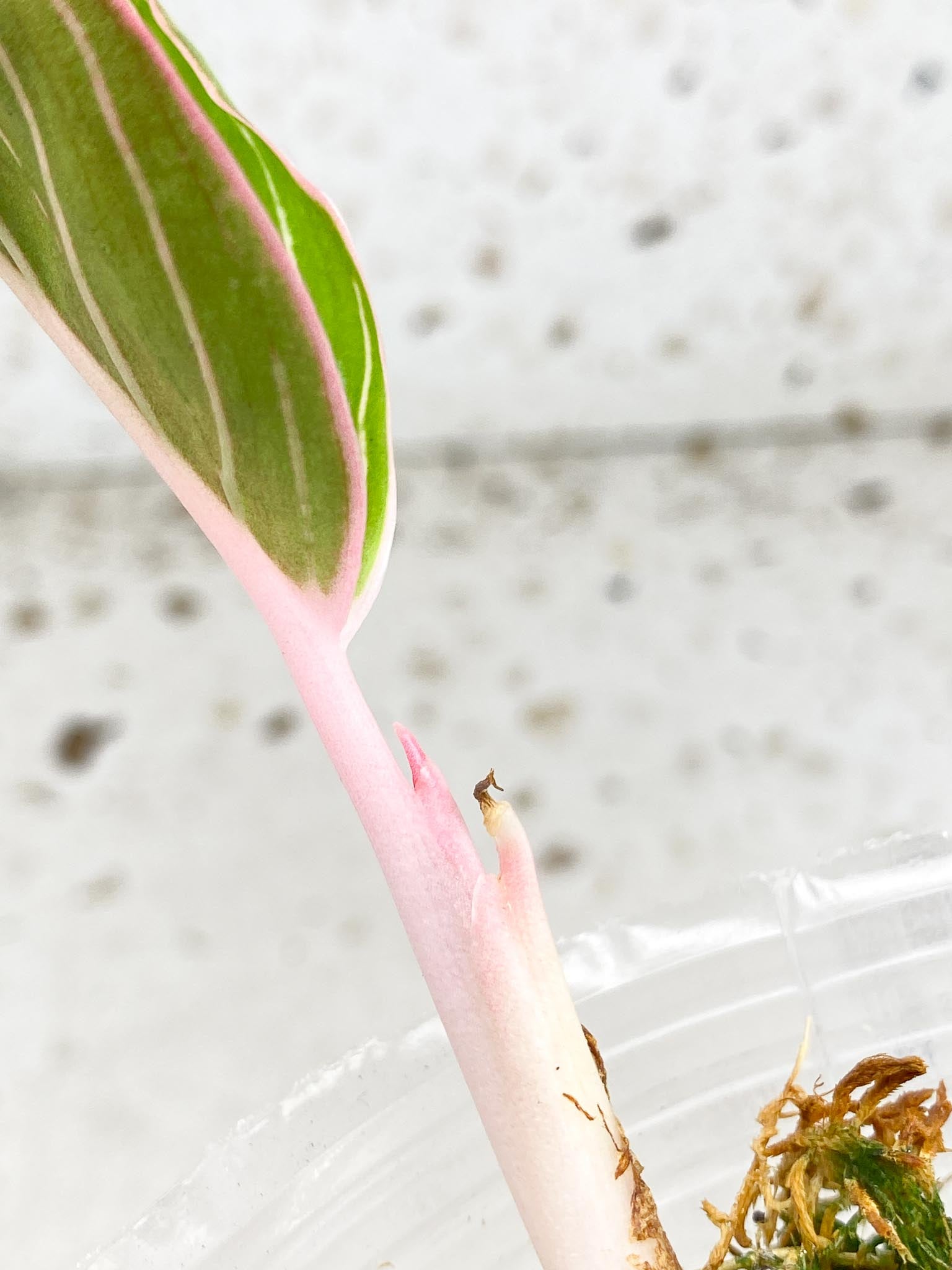 *Aglaonema Khanza Sunset 1 leaf 1 sprout baby plant (rooting)