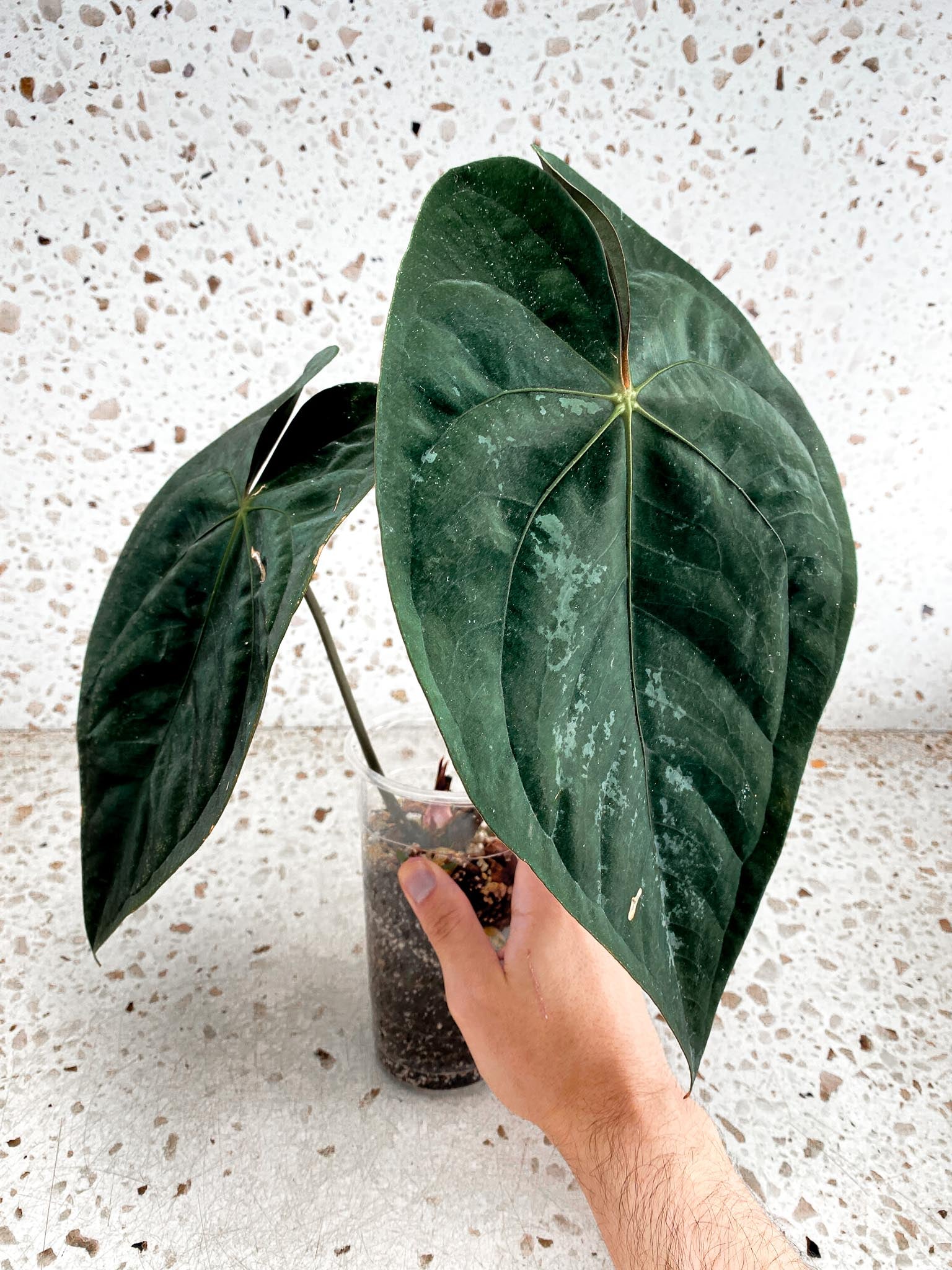 Unicorn: Anthurium Papillilaminum dark form 2 big leaves 1 sprout top cutting (rooting)