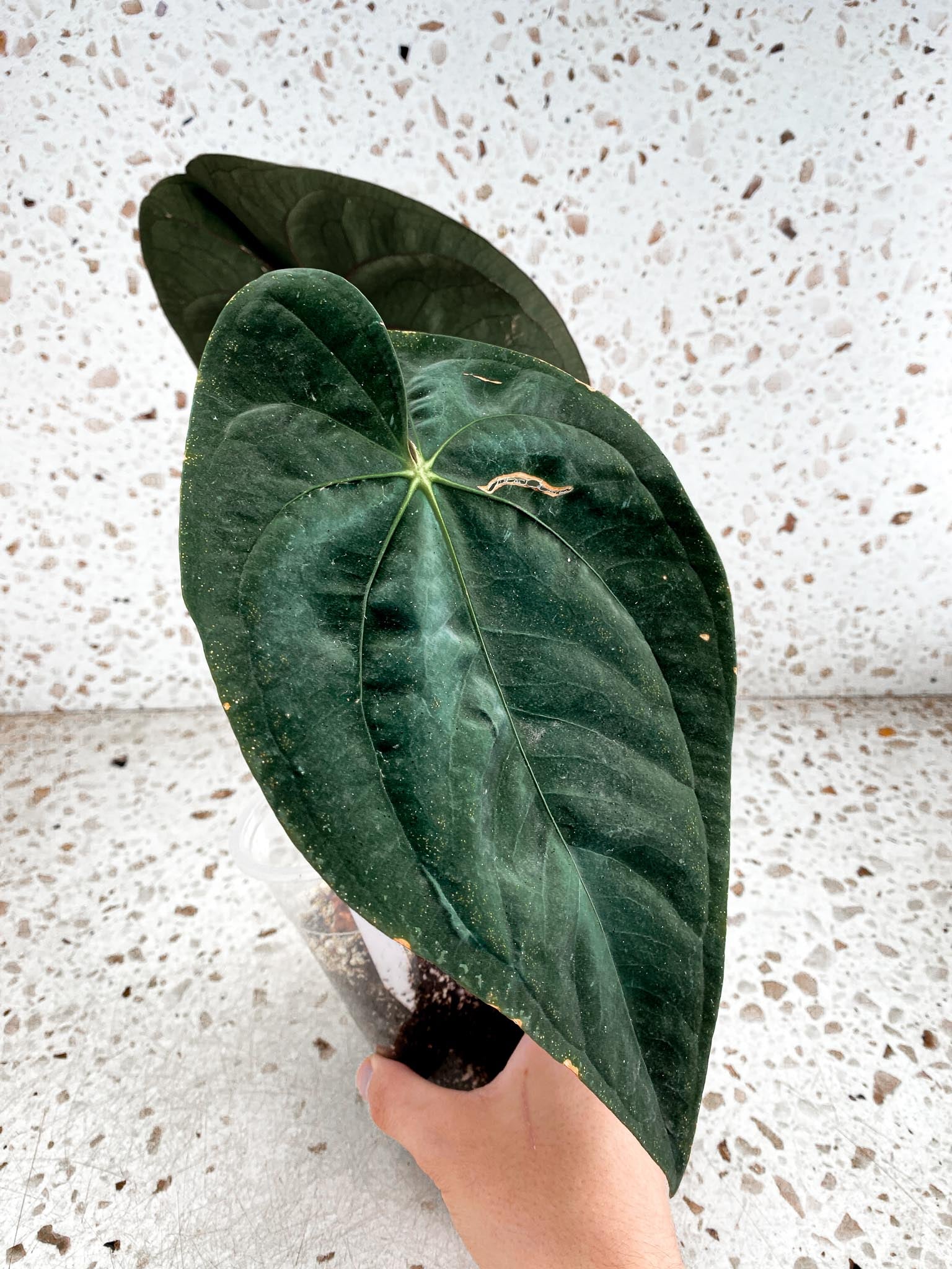 Unicorn: Anthurium Papillilaminum dark form 2 big leaves 1 sprout top cutting (rooting)